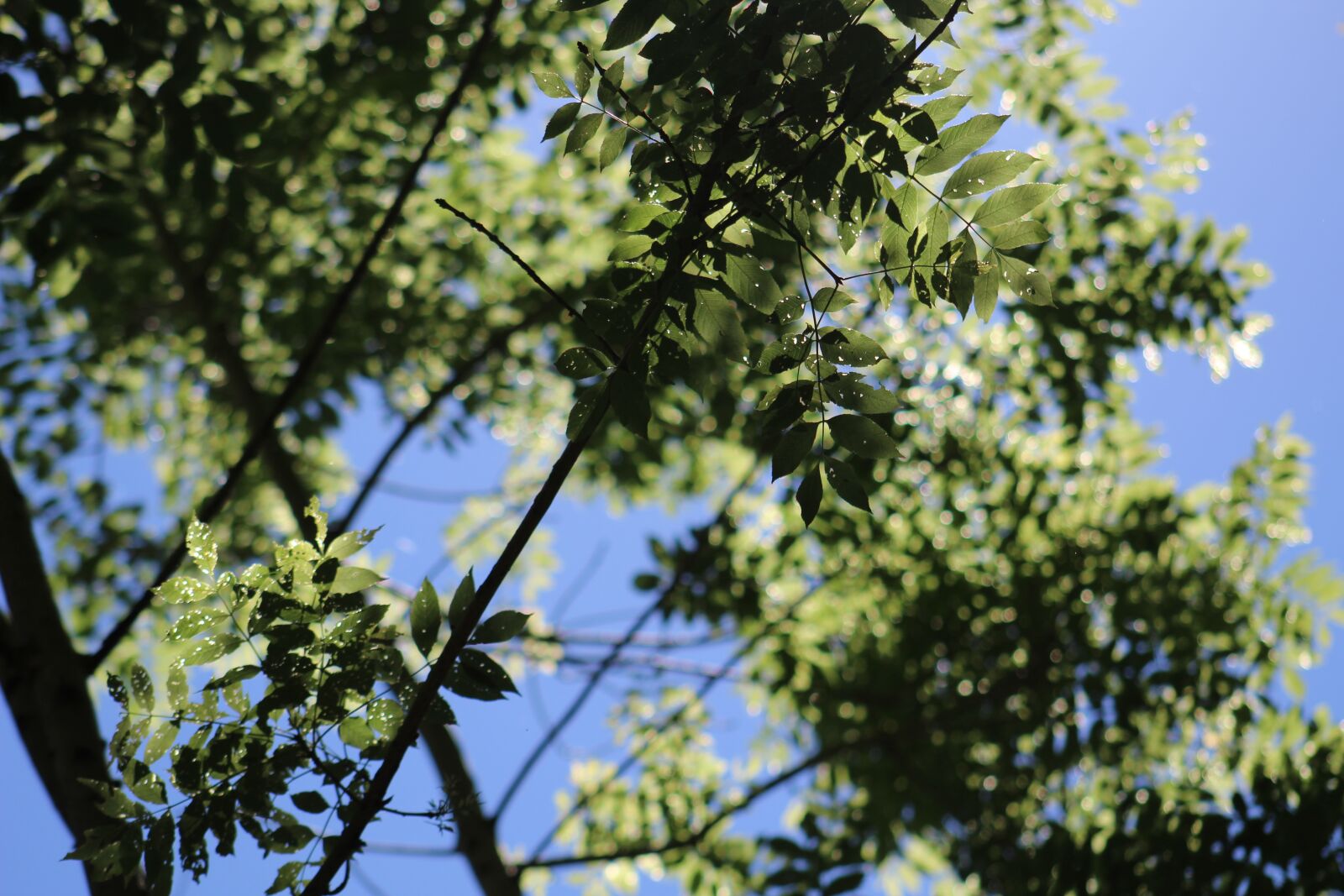Canon EF75-300mm f/4-5.6 sample photo. Nature, green, forest photography