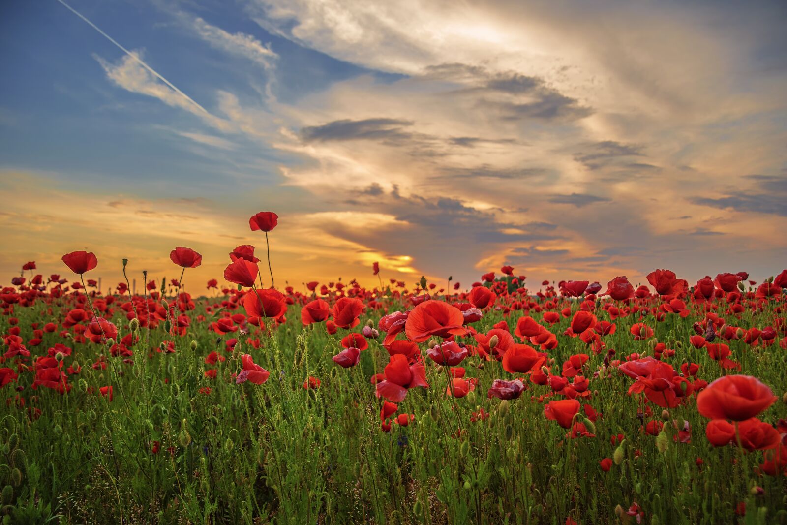 Nikon D5500 sample photo. Poppy, flower, meadow photography