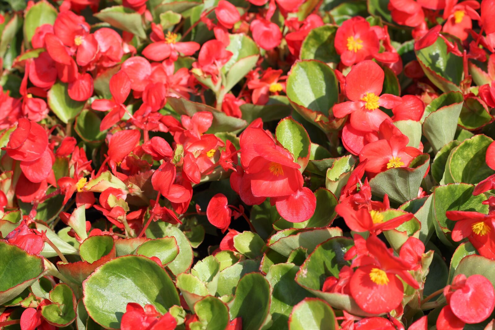 Canon EOS 600D (Rebel EOS T3i / EOS Kiss X5) + Canon EF 50mm F1.8 II sample photo. Flower exhibition, begonia, red photography