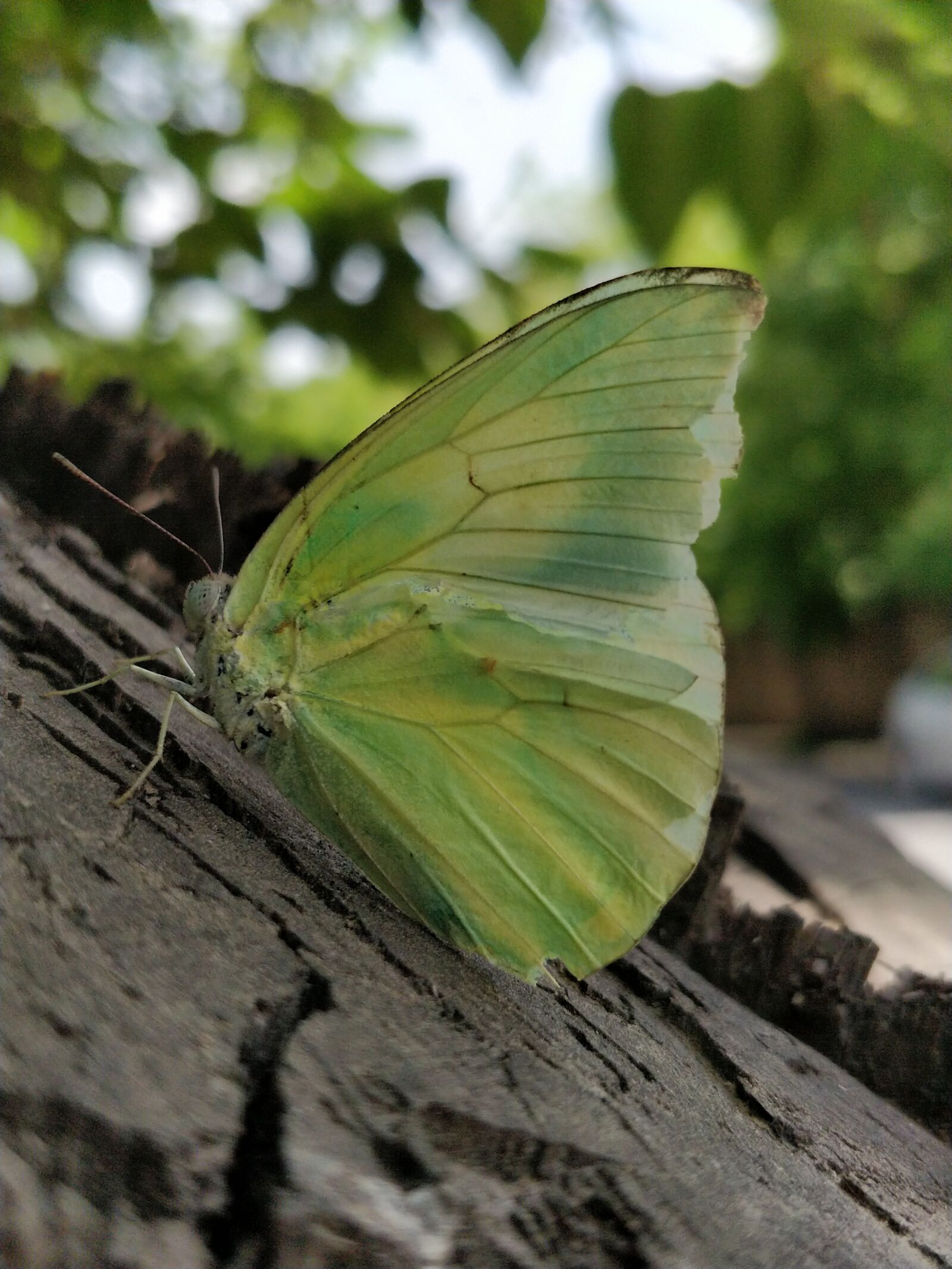 OnePlus 5 sample photo. Butterfly, nature, insect photography