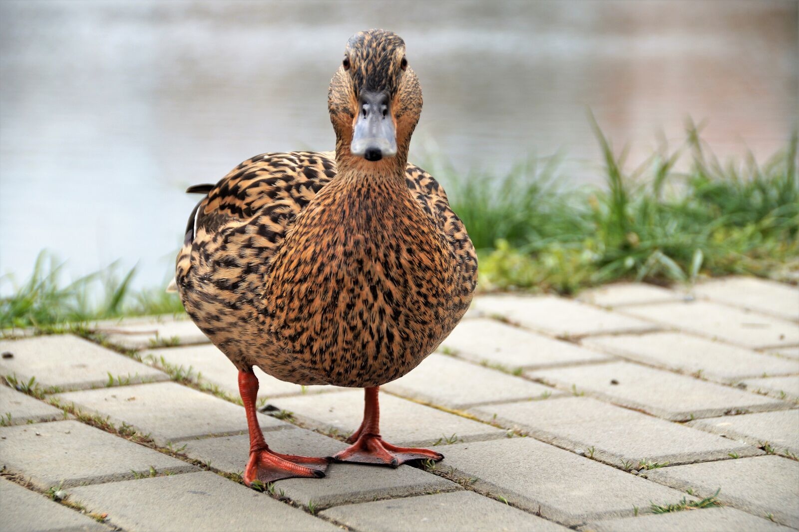Sony SLT-A58 sample photo. Duck, wild, water photography