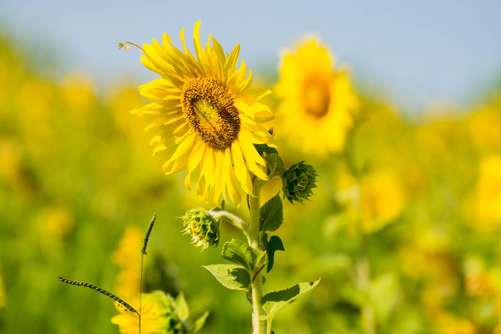 Nikon D3100 sample photo. Sunflower, nature, yellow photography