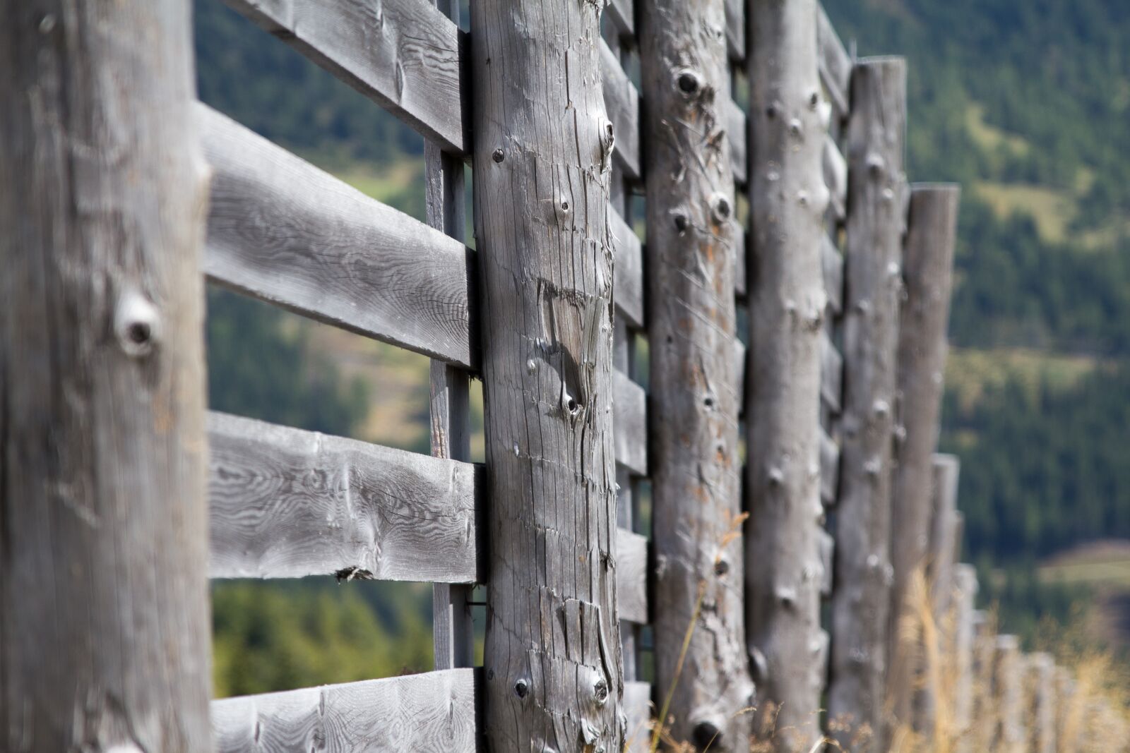 Canon EOS 60D sample photo. Wood, tree, nature photography