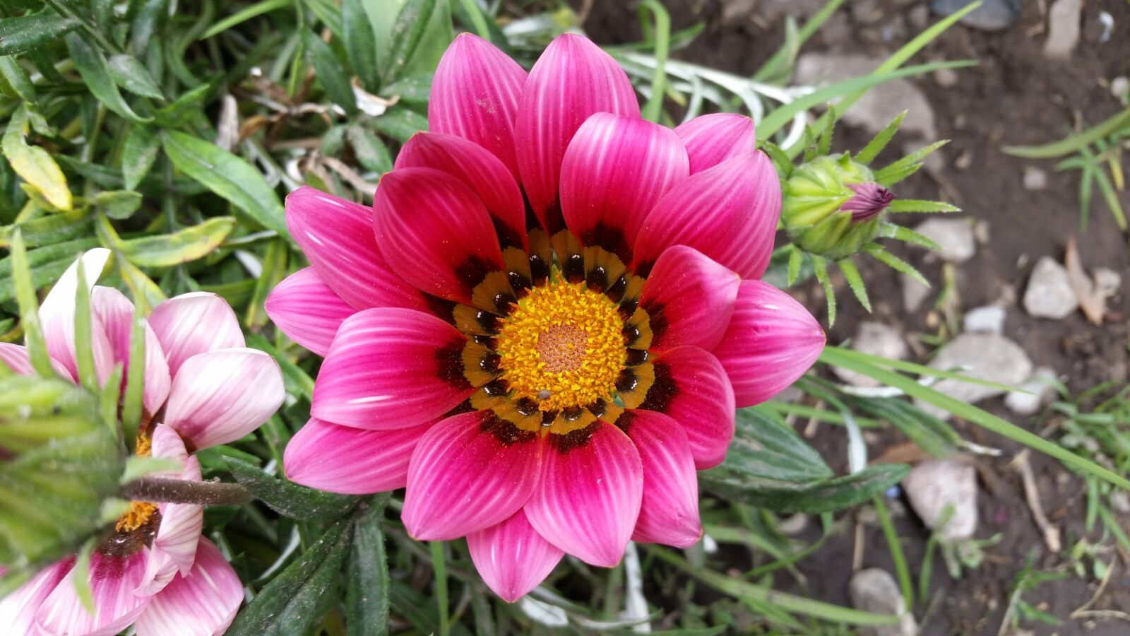 Samsung Galaxy S5 sample photo. Mid-autumn festival flower, wild photography