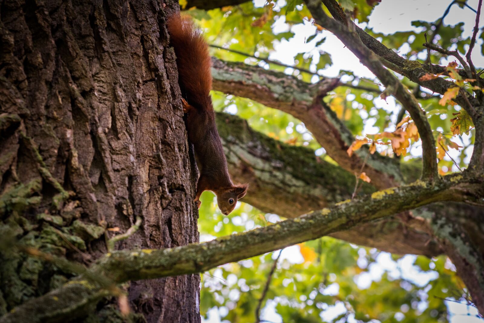 Nikon D7100 sample photo. Squirrel, nature, tree photography