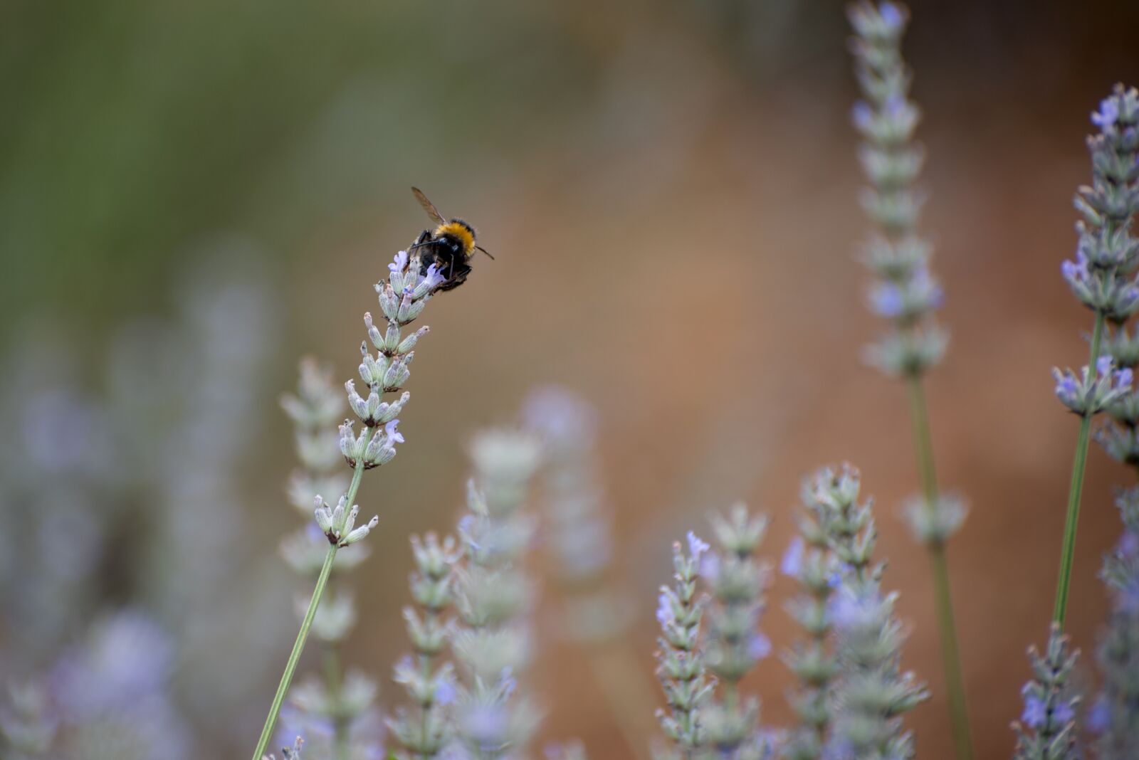 Nikon D750 sample photo. Bumblebee, lavender, bug photography