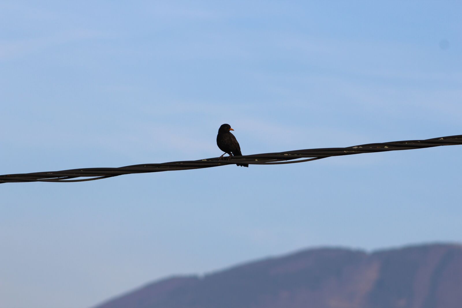 Canon EF 75-300mm f/4-5.6 sample photo. Common blackbird, bird on photography