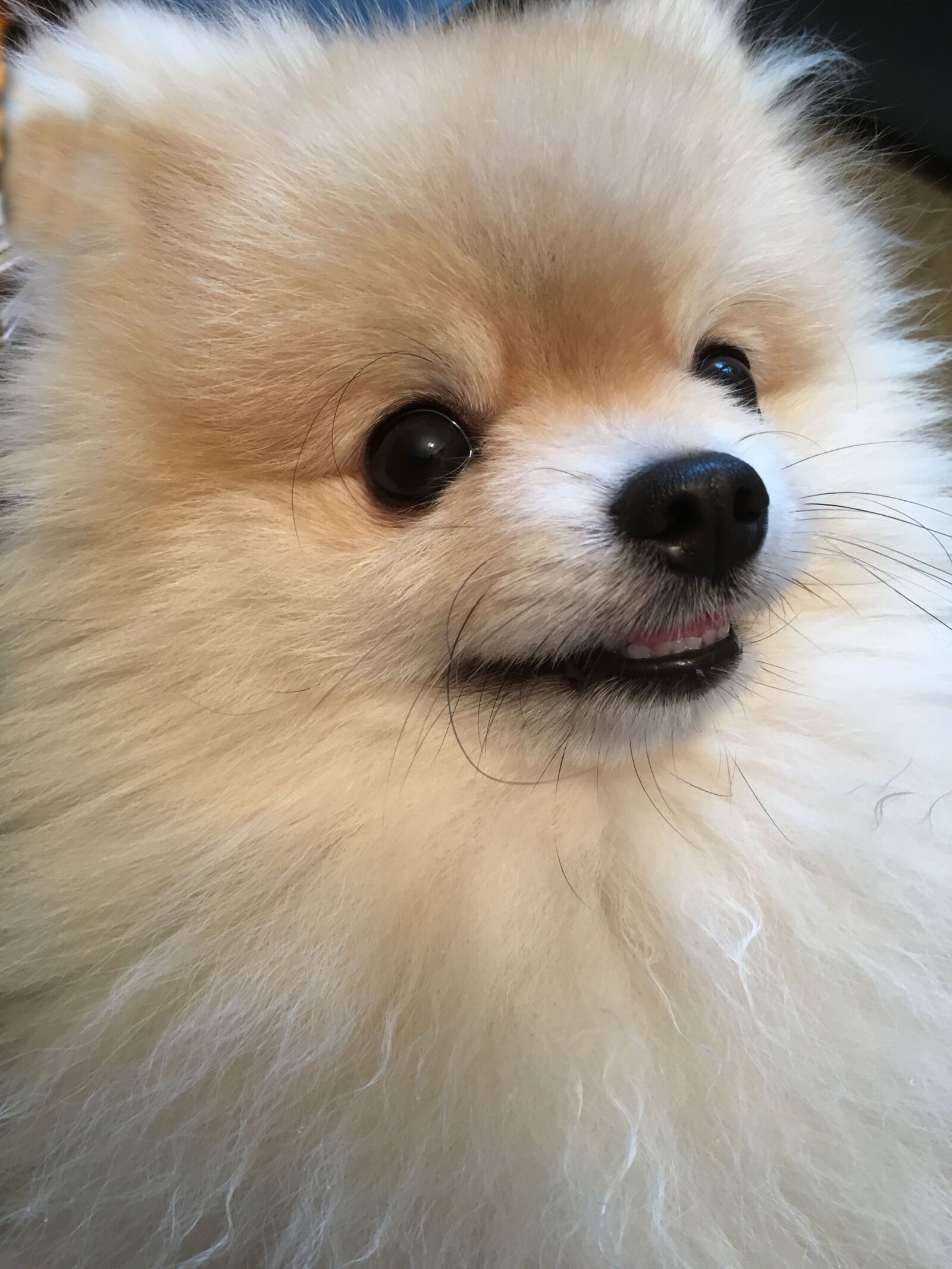 Apple iPhone 6s sample photo. Dwarf spitz, small dog photography