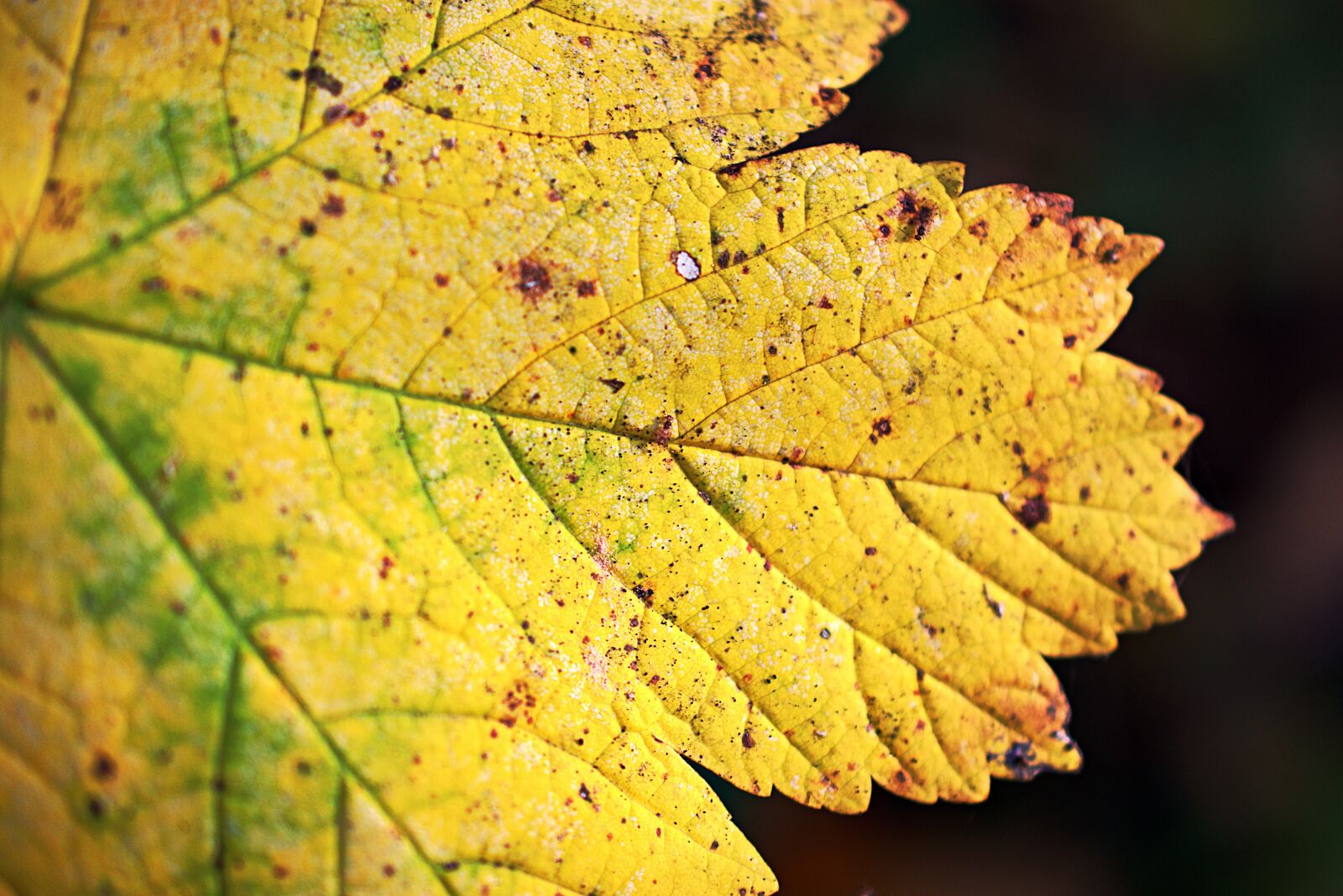Nikon D3400 sample photo. Leaf, leave, close up photography