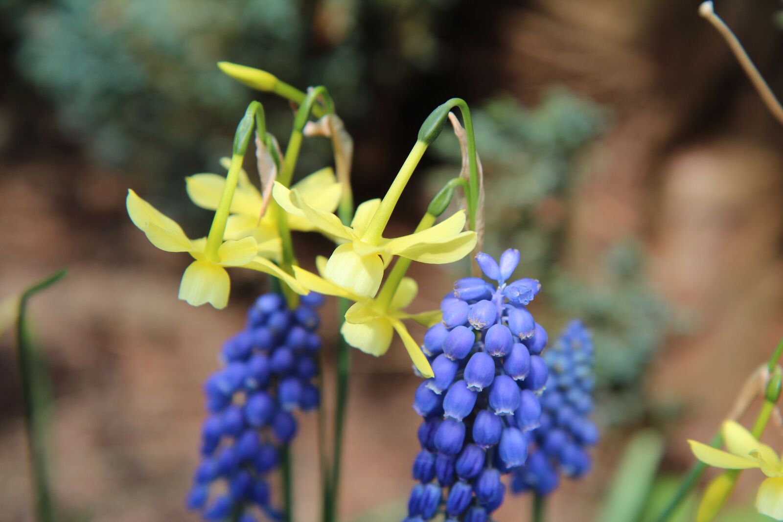 Canon EOS 600D (Rebel EOS T3i / EOS Kiss X5) sample photo. Narcissus, mini narcissus, daffodil photography