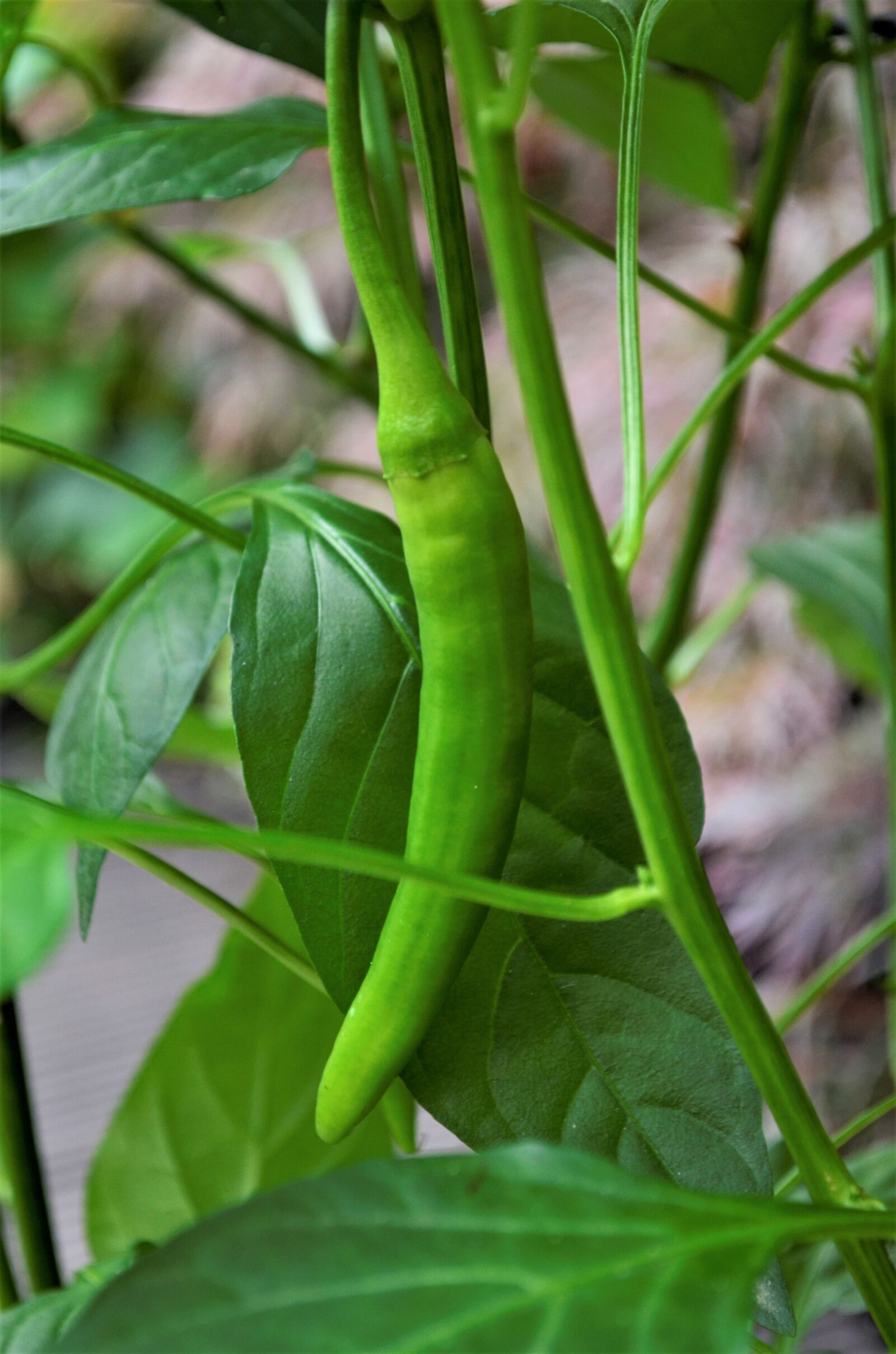 Nikon D5100 sample photo. Sheet, plant, food photography