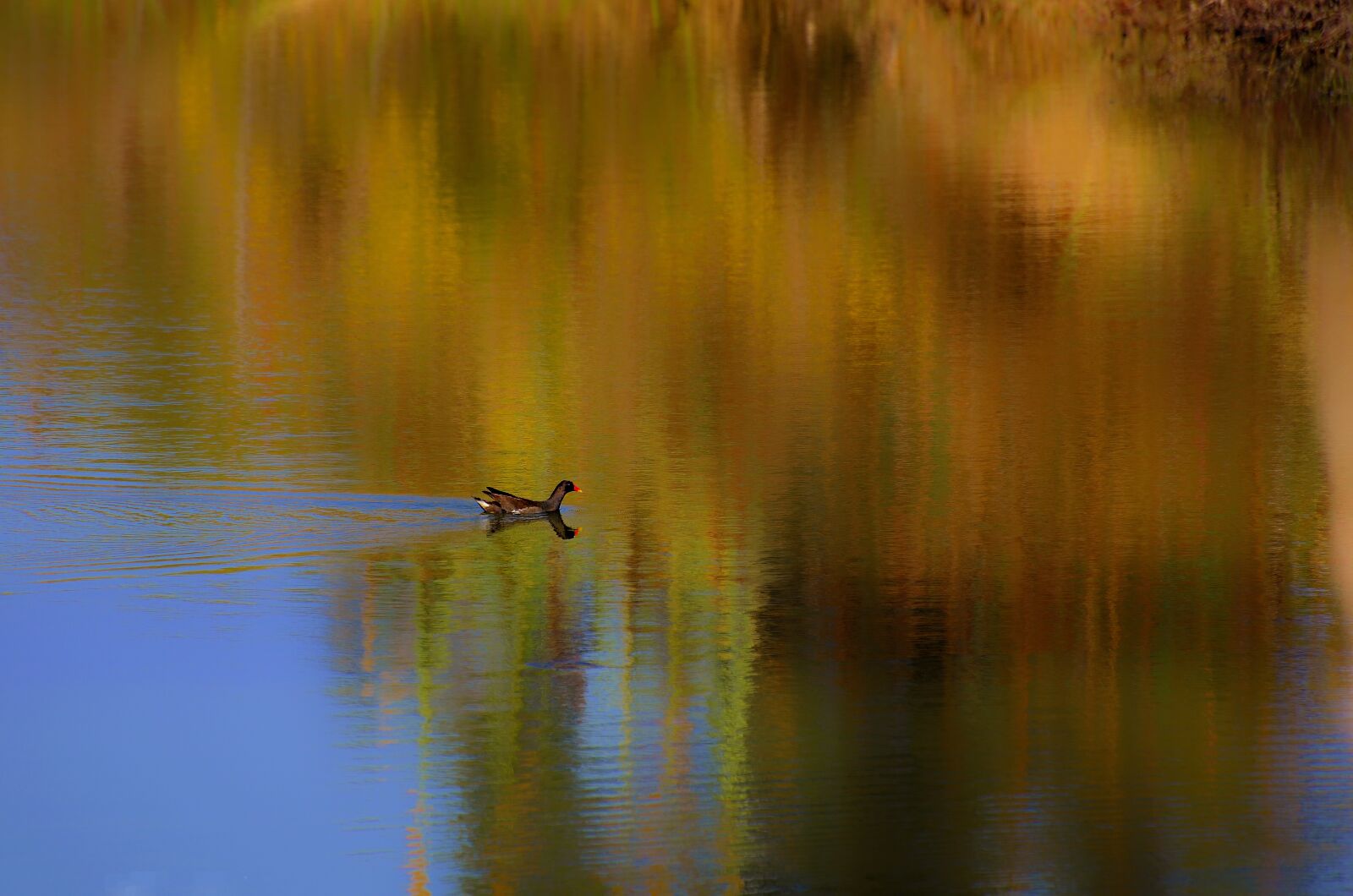 Nikon D7000 sample photo. Water, reflection, dawn photography