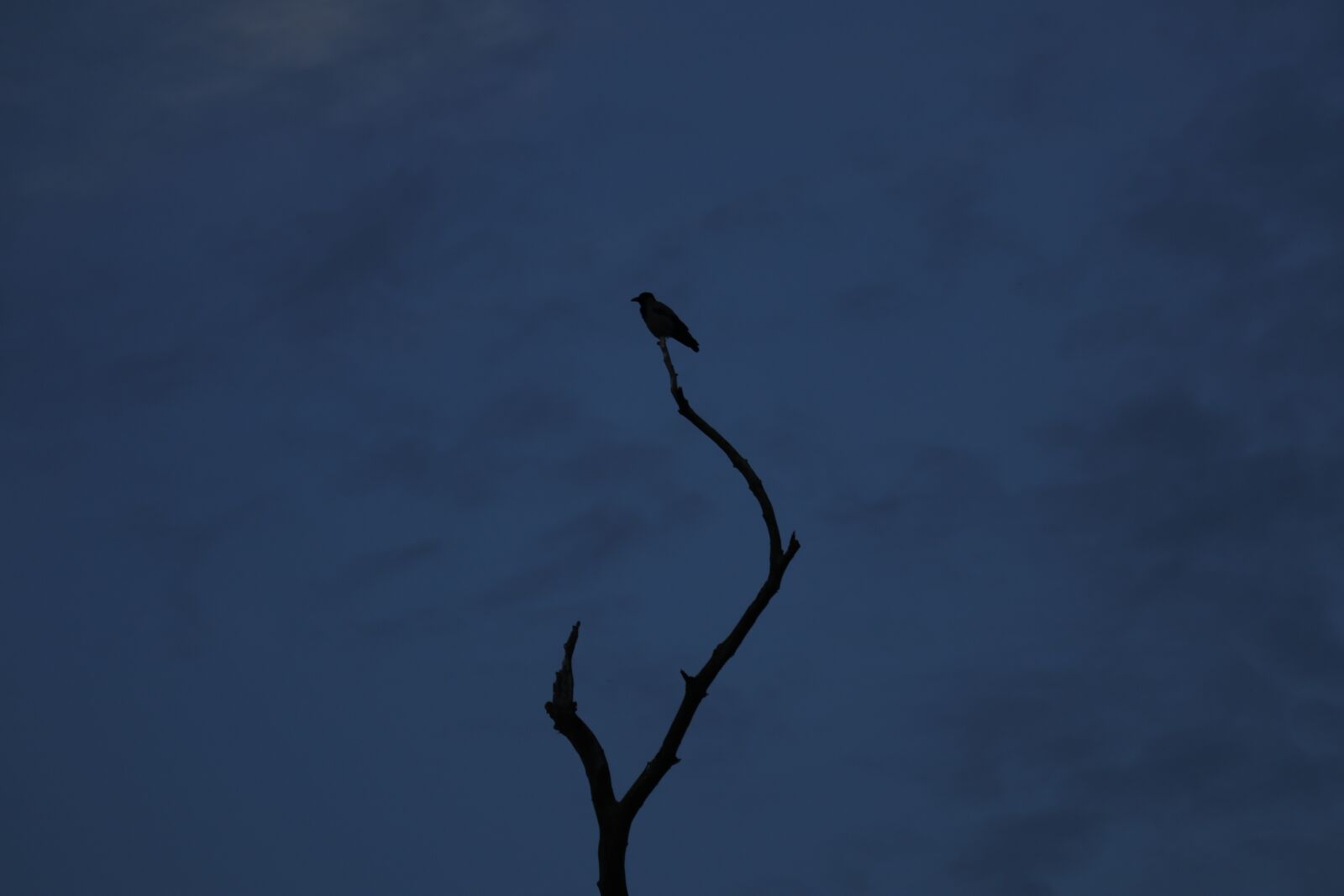 Canon EF-M 55-200mm F4.5-6.3 IS STM sample photo. Bird, night, raven photography