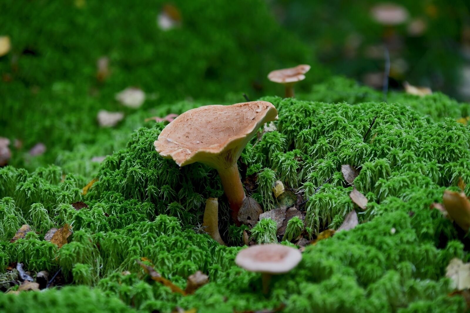 Nikon D750 sample photo. Mushroom picking, mushroom, forest photography