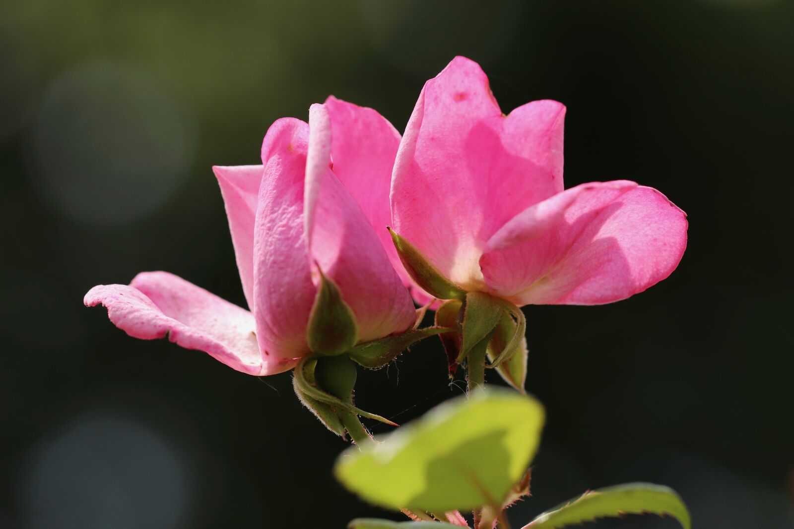 Canon EOS 800D (EOS Rebel T7i / EOS Kiss X9i) sample photo. Rose, blossom, bloom photography