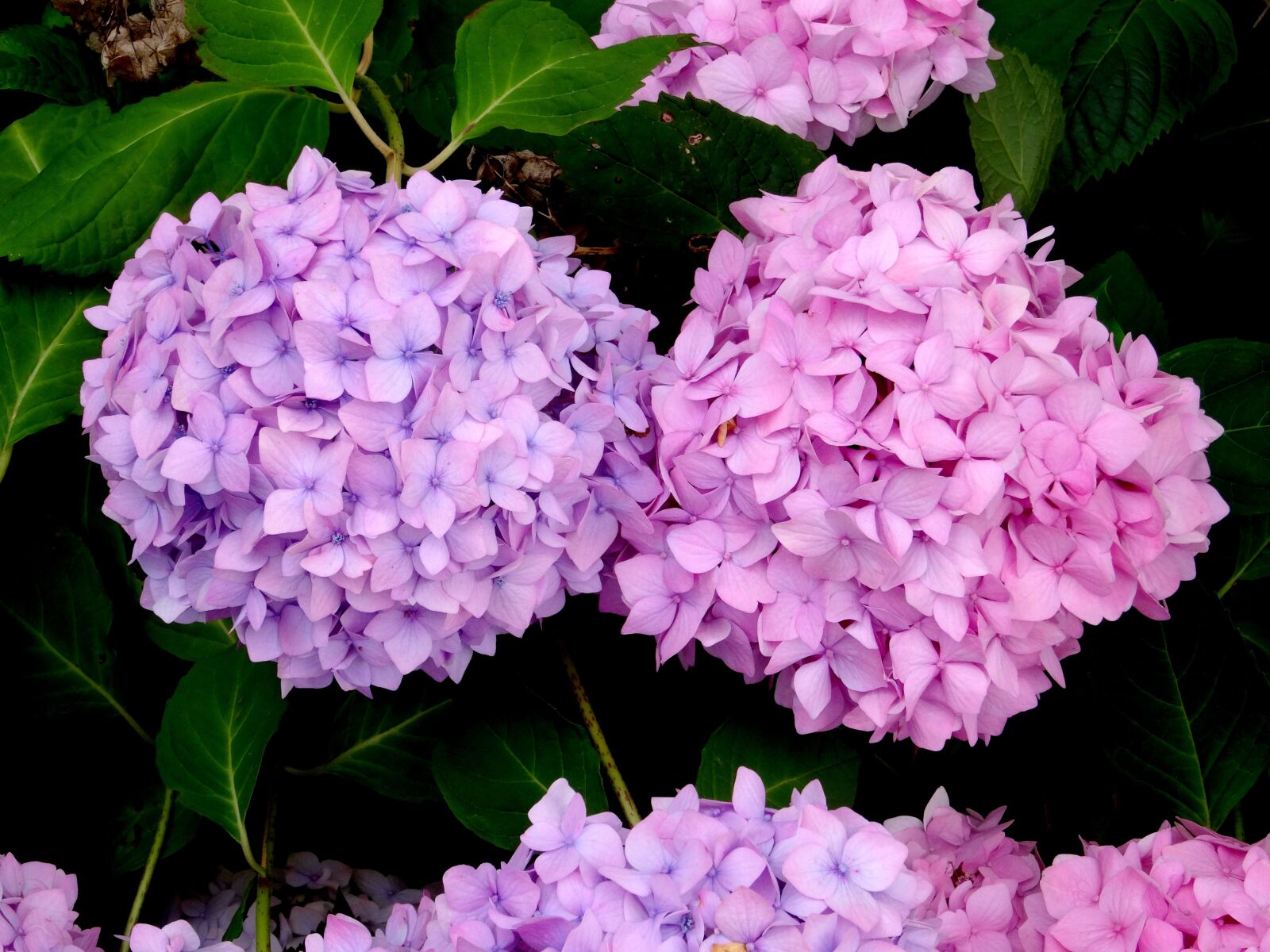 Sony Cyber-shot DSC-HX50V sample photo. Blossom, bloom, two photography