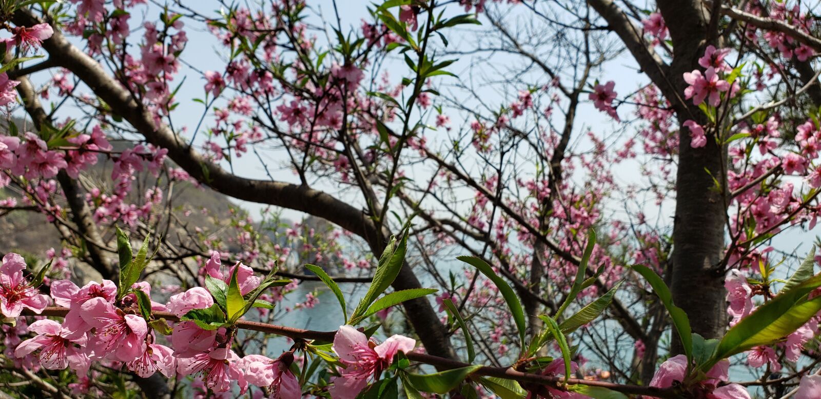 Samsung Galaxy S9+ sample photo. Dalian, flowers, spring photography