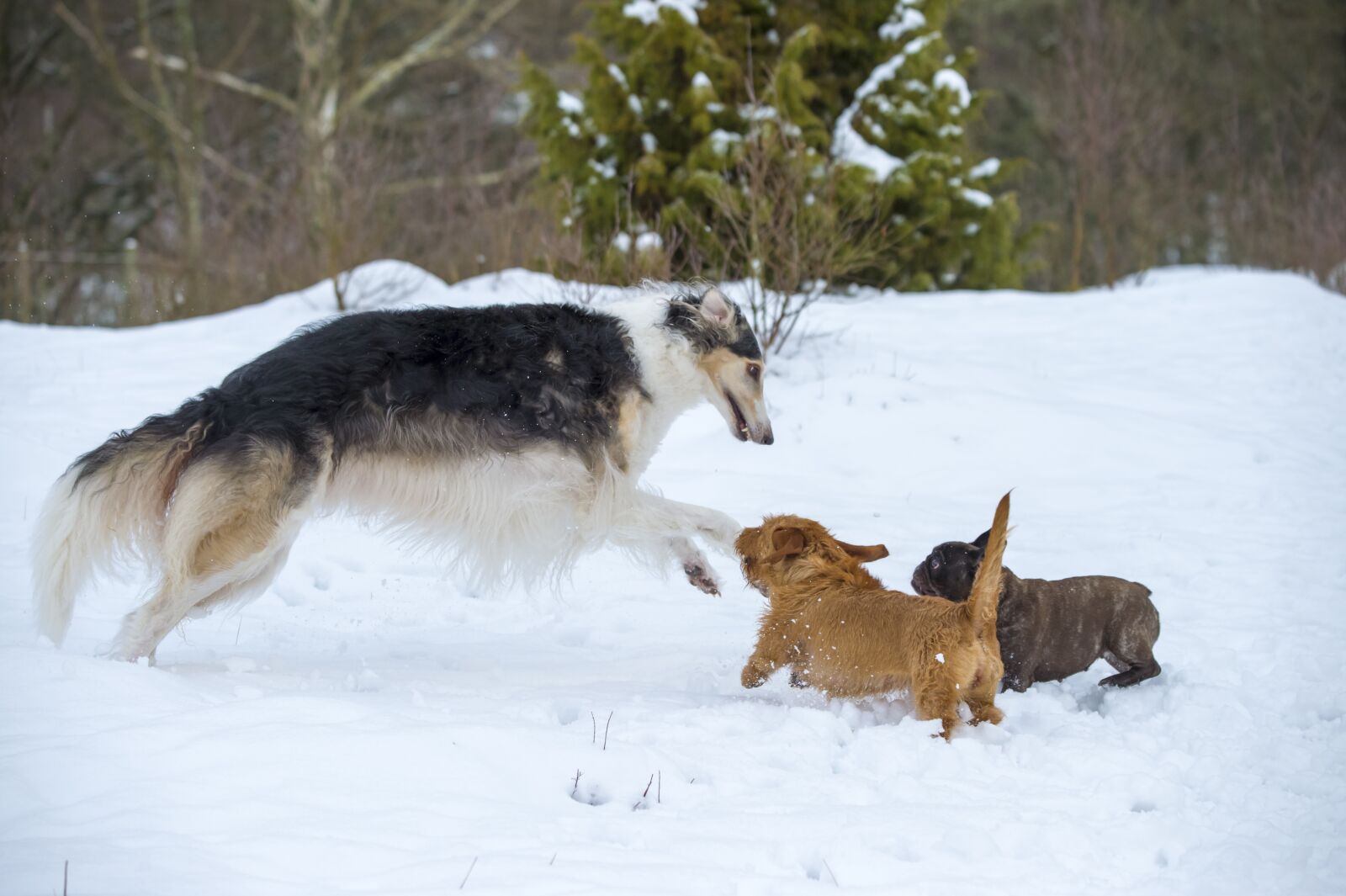 Nikon Df sample photo. Borzoi, russian greyhound, greyhound photography