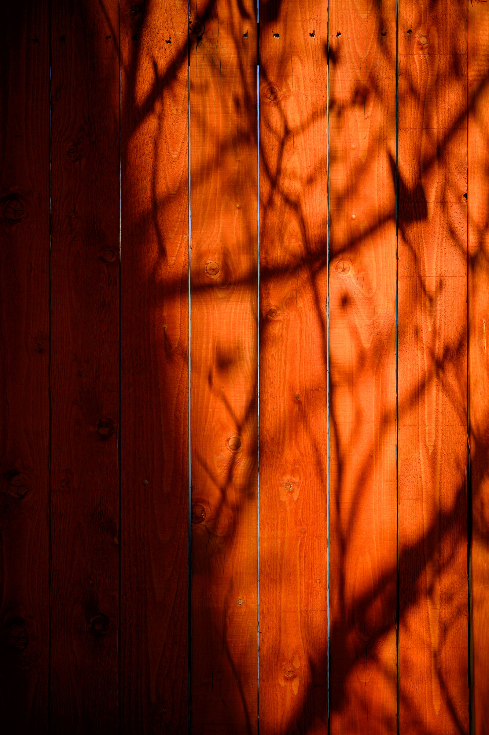 Nikon Z9 sample photo. Shadow for the fence photography