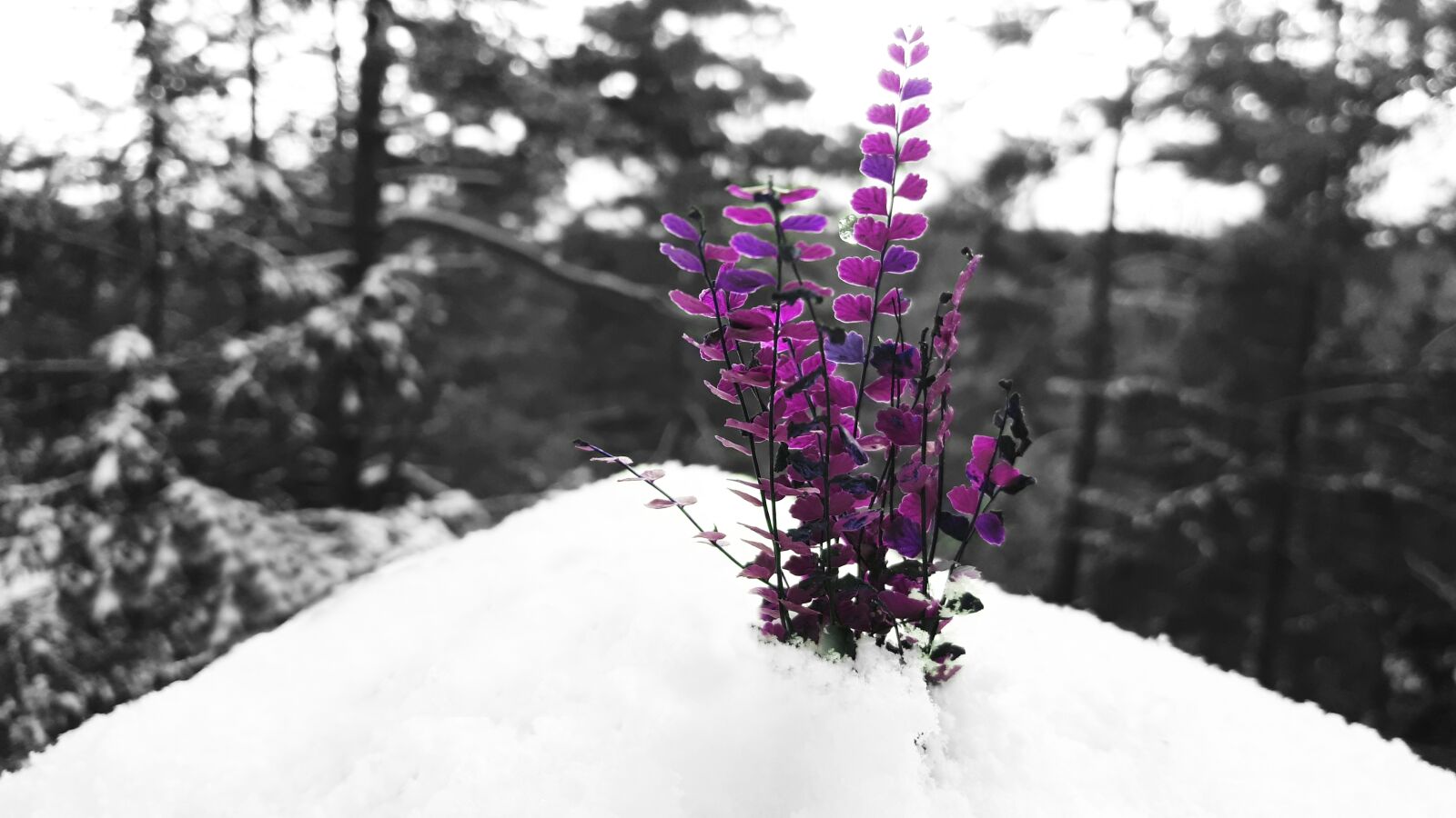 Samsung Galaxy A5(2017) sample photo. Snow, purple, winter photography