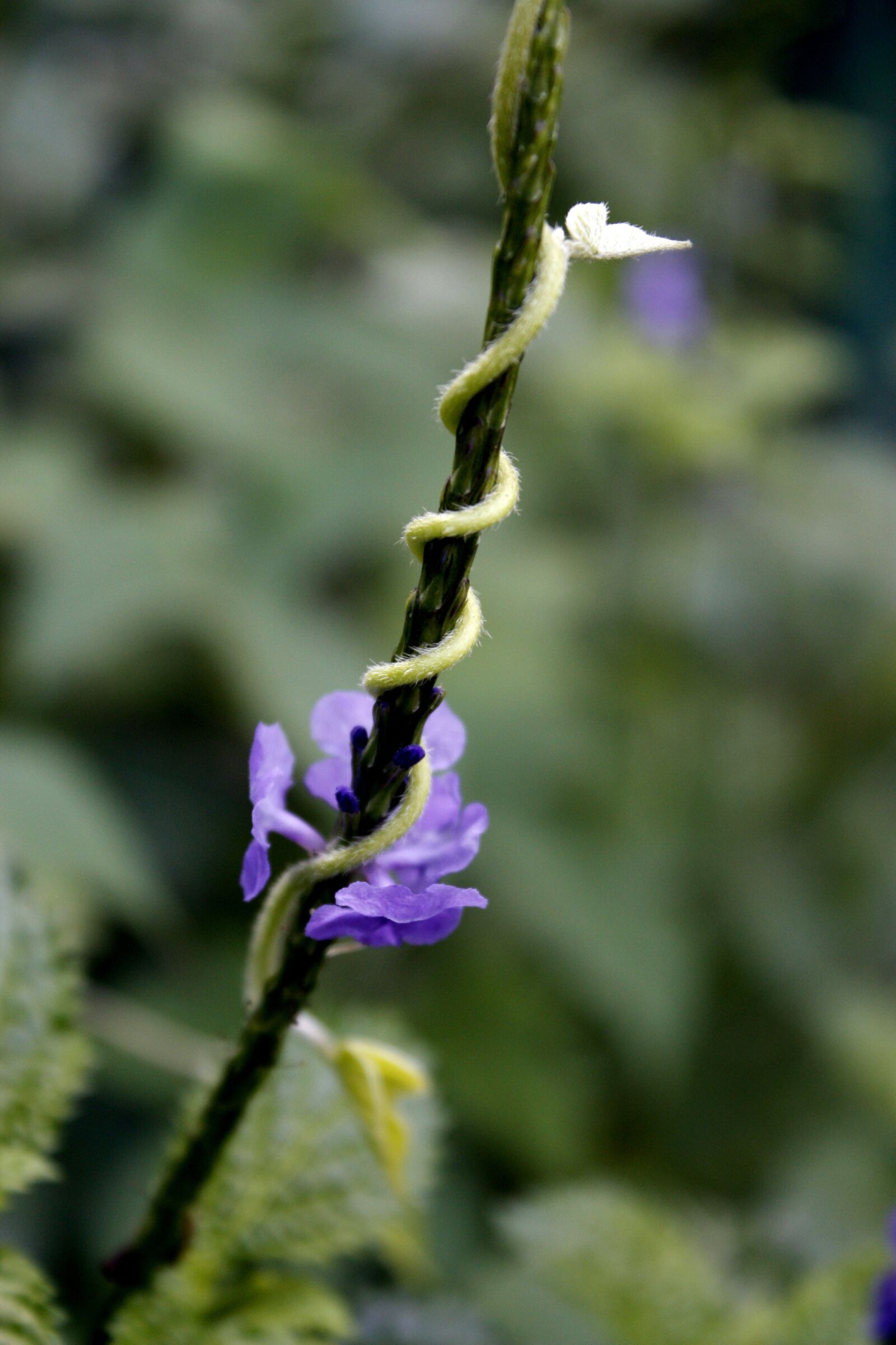 Canon EOS 450D (EOS Rebel XSi / EOS Kiss X2) sample photo. Flower, nature, outdoor photography