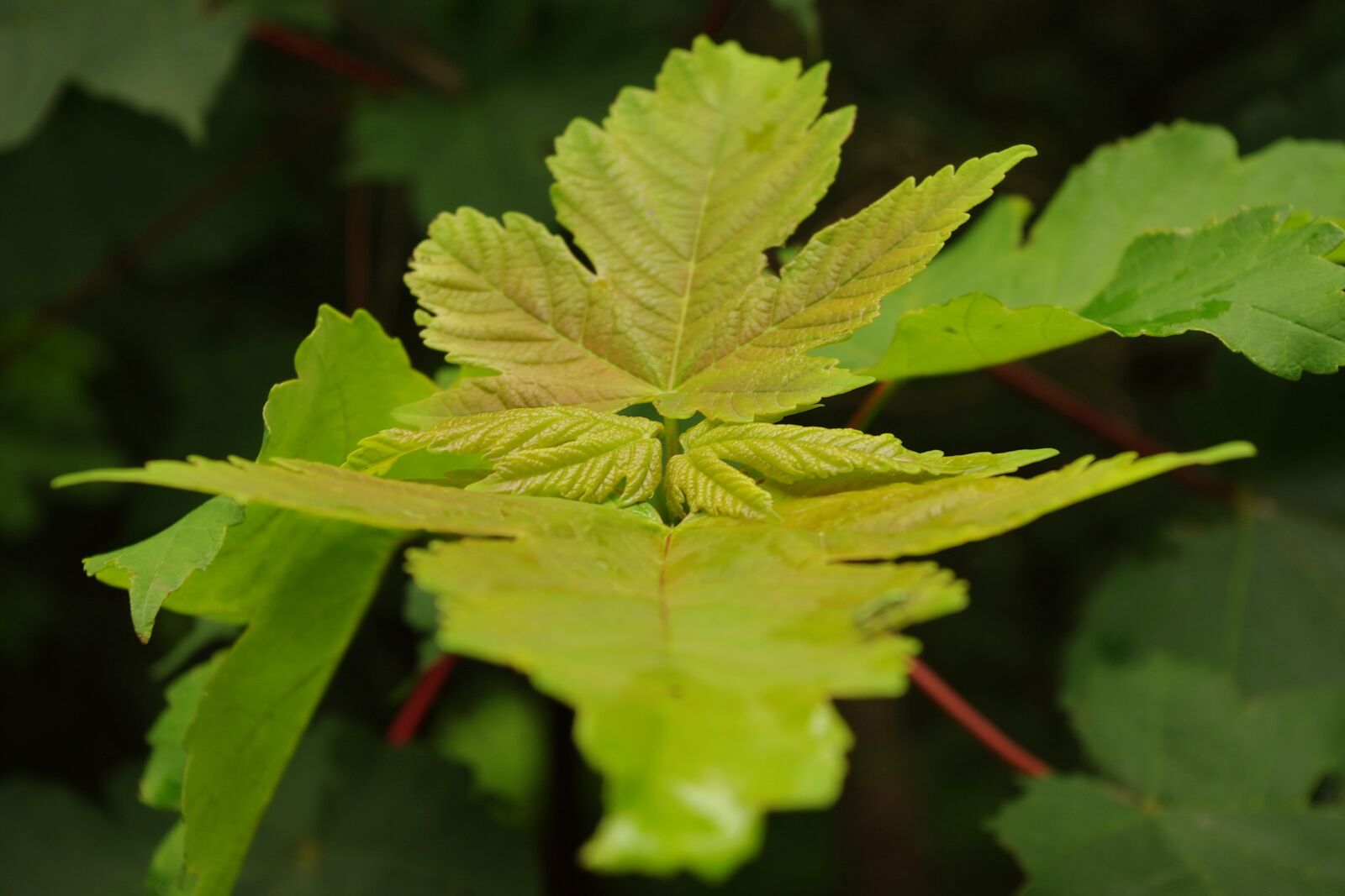 Pentax K-x sample photo. Close up, green plant photography