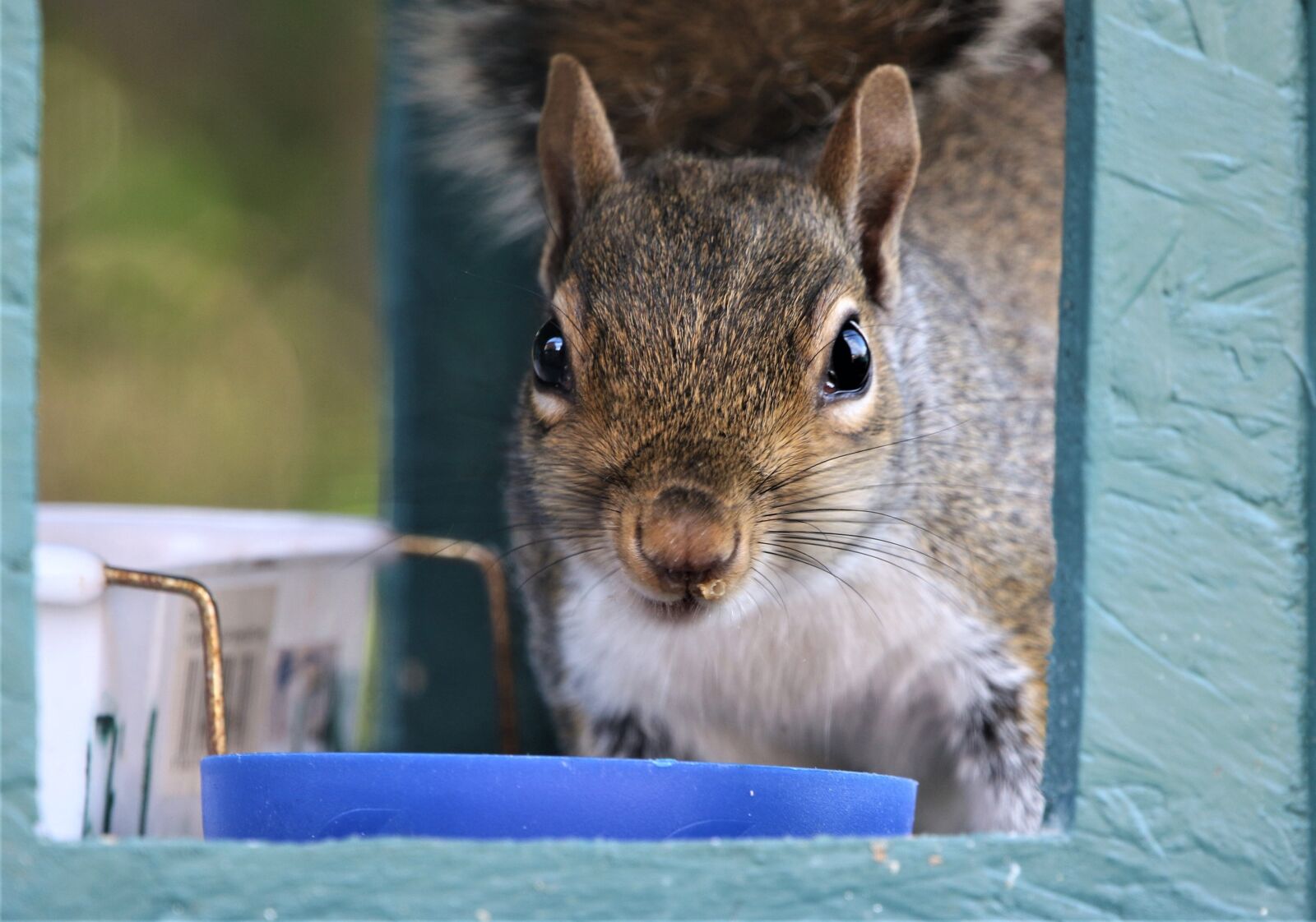 Canon EOS 7D Mark II sample photo. Squirrel, nature, wild photography