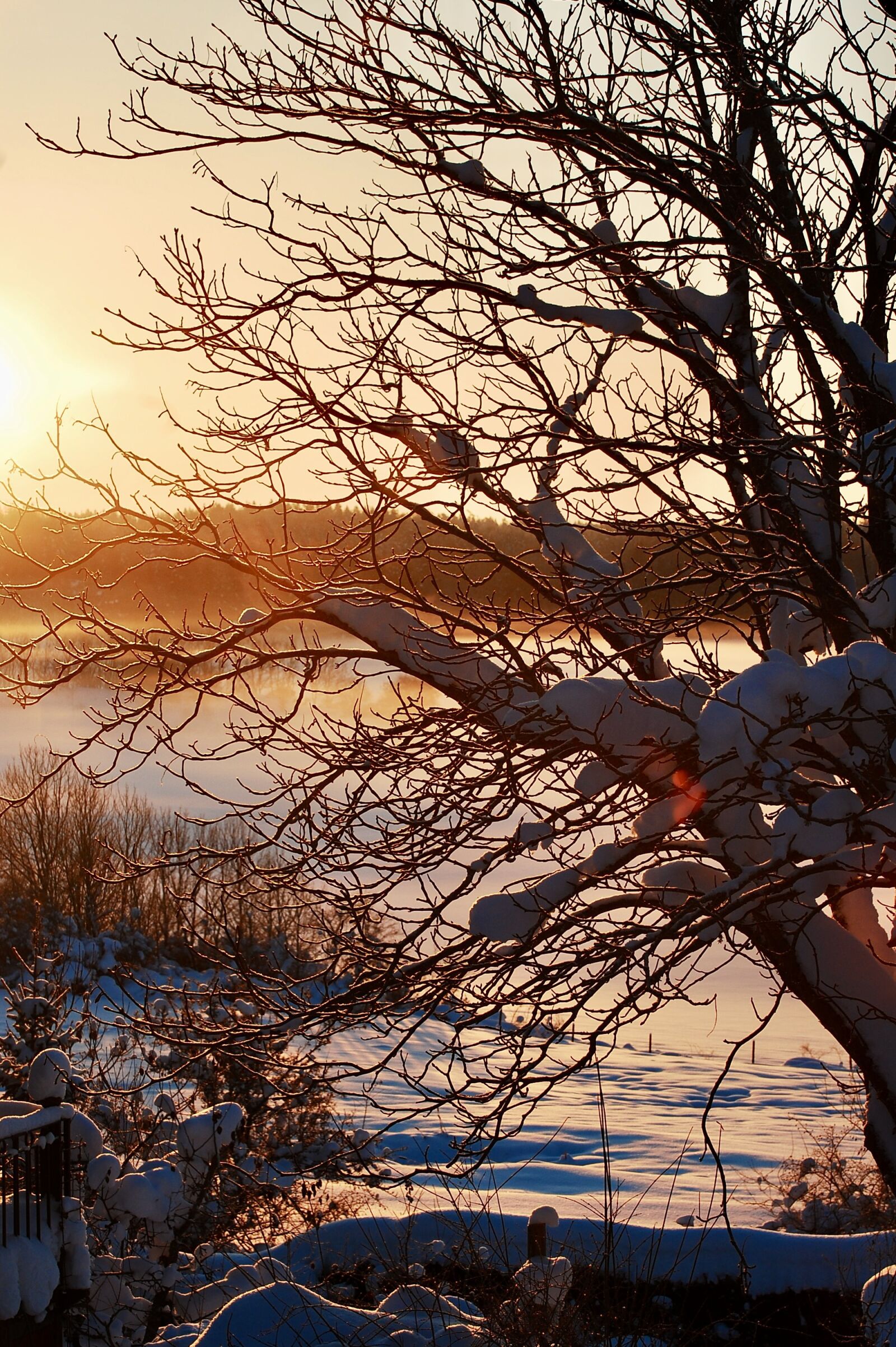 Nikon D40 sample photo. Tree, branches, winter photography