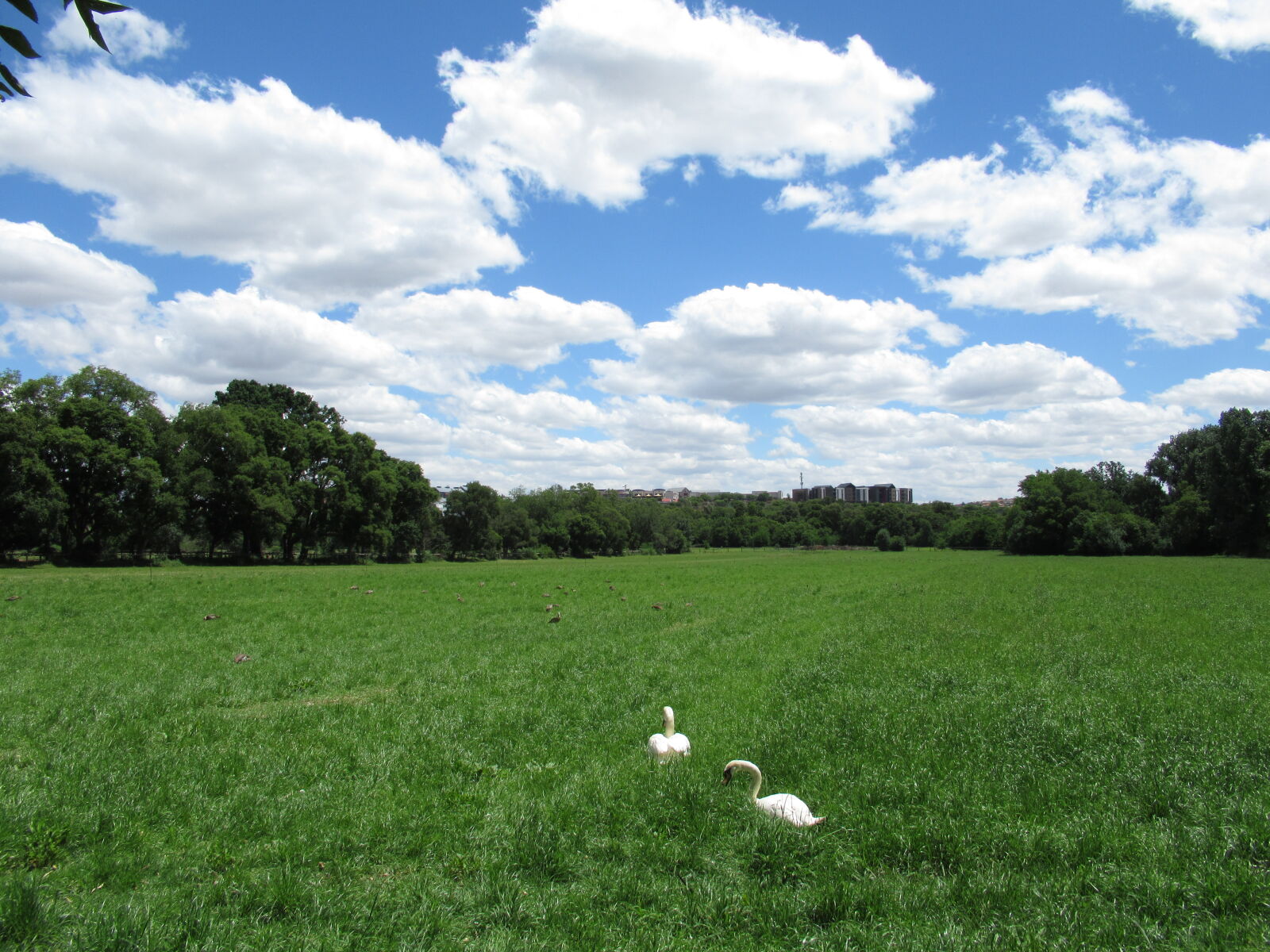 Canon PowerShot SX620 HS sample photo. Animal, bird, blue, sky photography