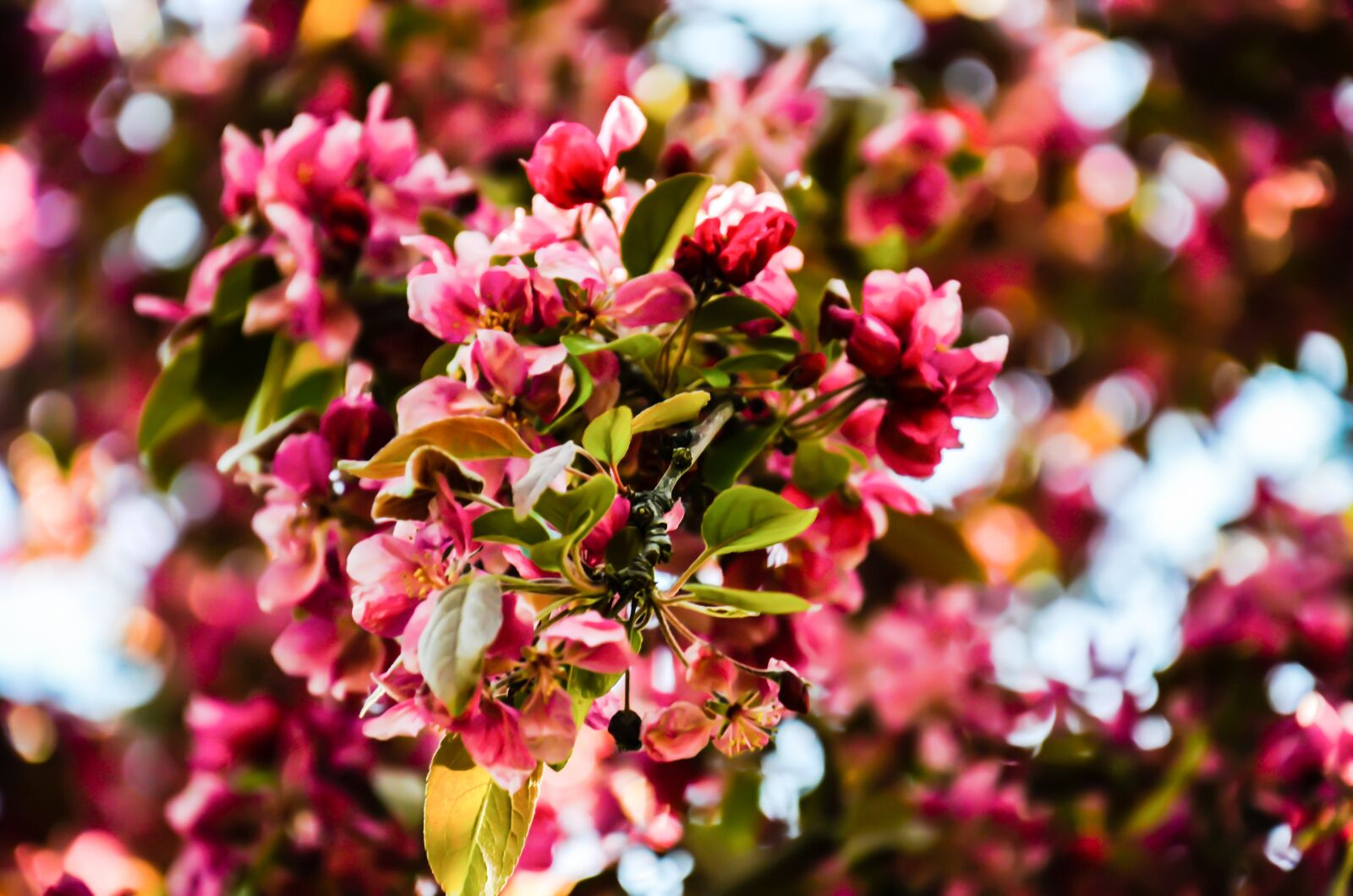 Nikon D5100 sample photo. Flower, nature, beautiful photography
