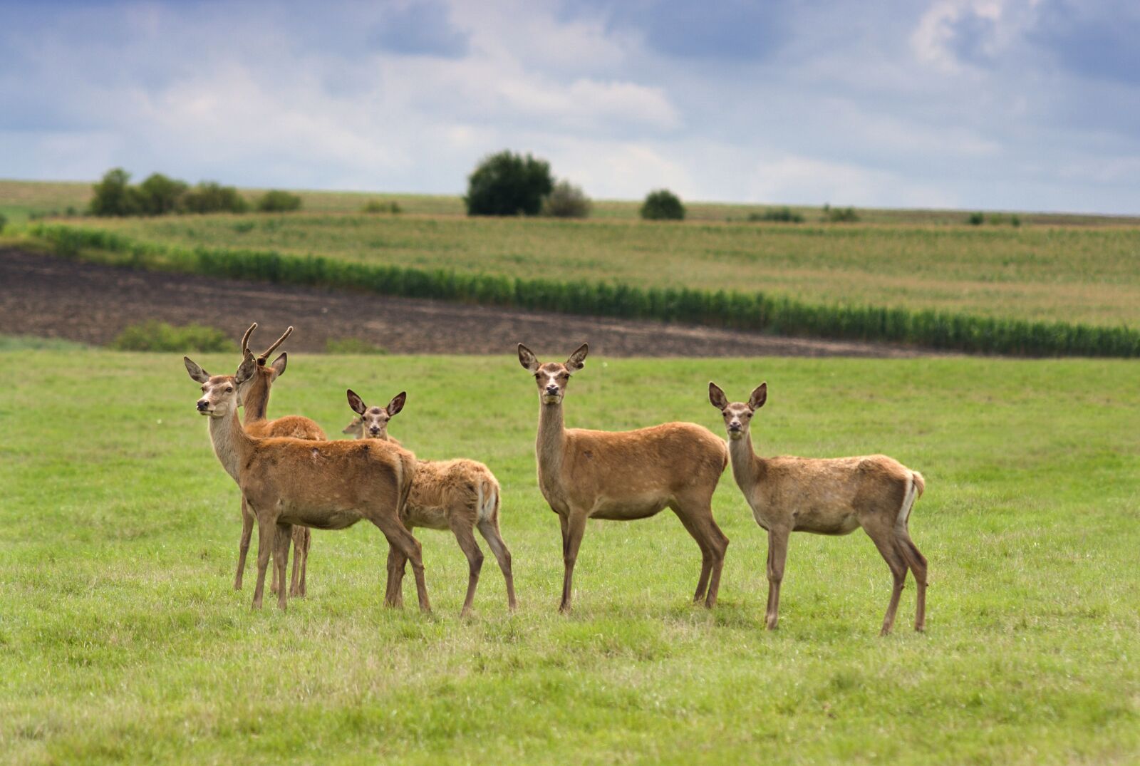 Sony ILCA-77M2 + Minolta AF 200mm F2.8 HS-APO G sample photo. Animal, roe, deer photography