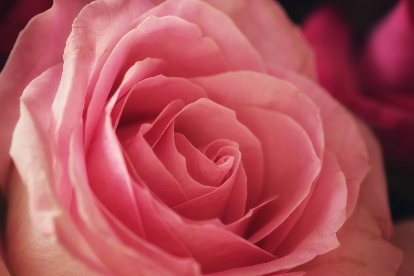 Tamron SP 90mm F2.8 Di VC USD 1:1 Macro sample photo. Rose, pink, macro photography
