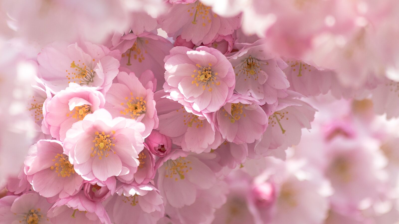 Canon EF 70-300mm F4-5.6 IS USM sample photo. Grannenkirsche, ornamental cherry, japanese photography