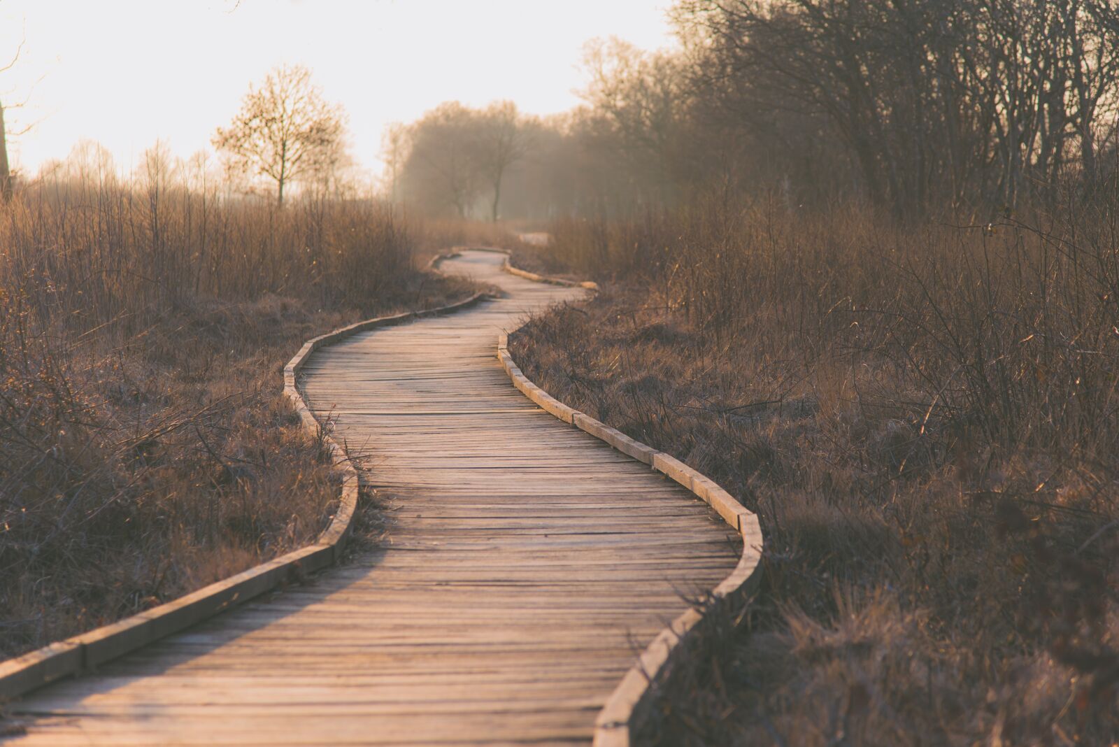 Nikon D610 sample photo. Path, wetlands, outdoors photography