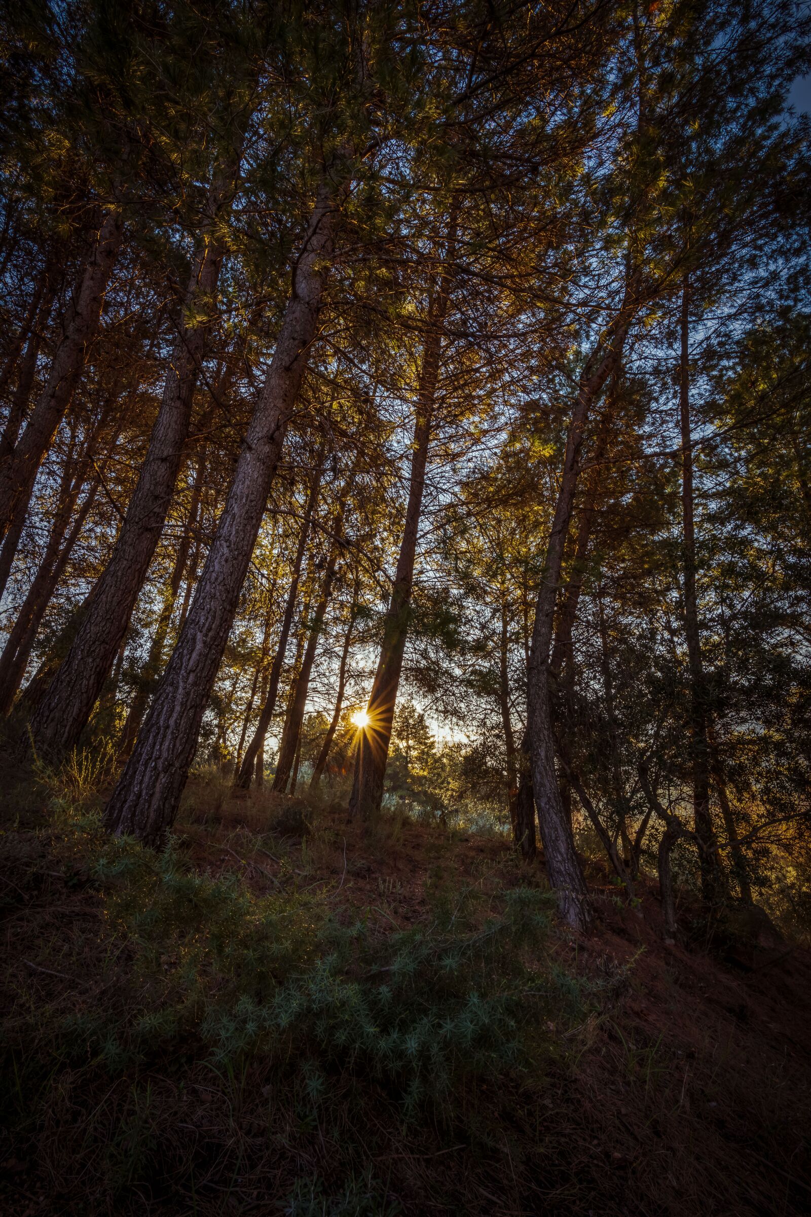Nikon D850 sample photo. Forest, dawn, sun photography