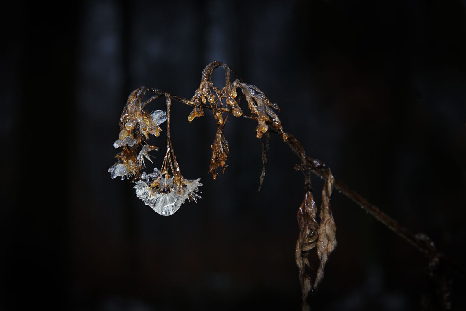 Canon EOS 6D + Canon EF 24-105mm F4L IS USM sample photo. Winter, ice, frozen photography