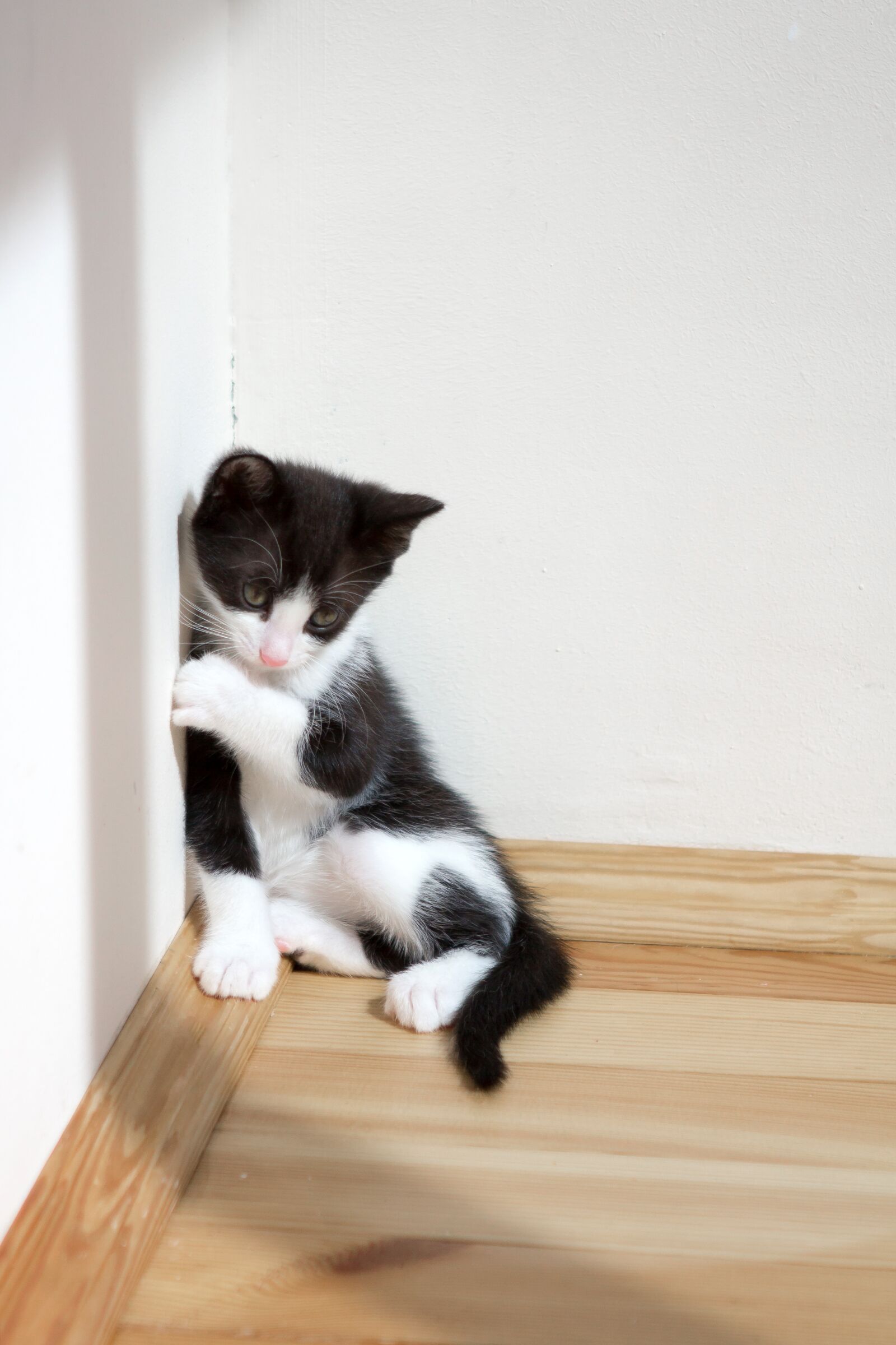 Canon EOS 60D + Canon EF 24-70mm F2.8L USM sample photo. Kitten, pets, animals photography