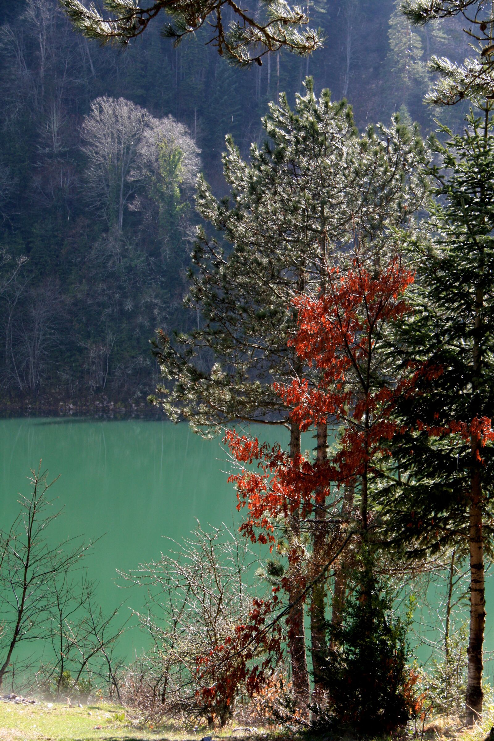 Canon EOS 450D (EOS Rebel XSi / EOS Kiss X2) sample photo. Tree, nature, current season photography