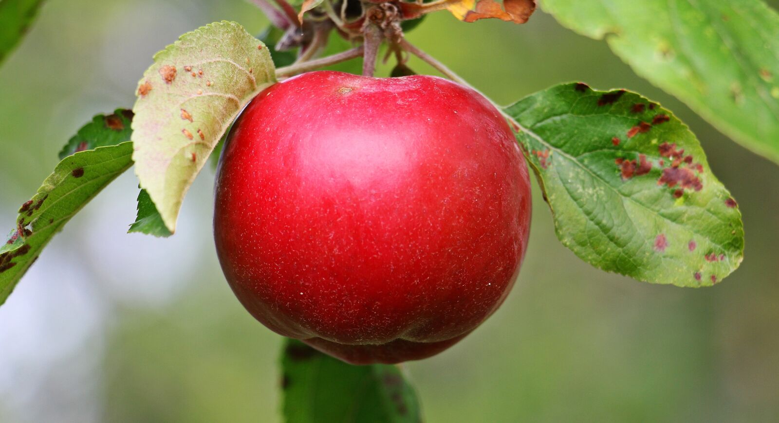 Canon EOS 550D (EOS Rebel T2i / EOS Kiss X4) sample photo. Apple, apple tree, kernobstgewaechs photography