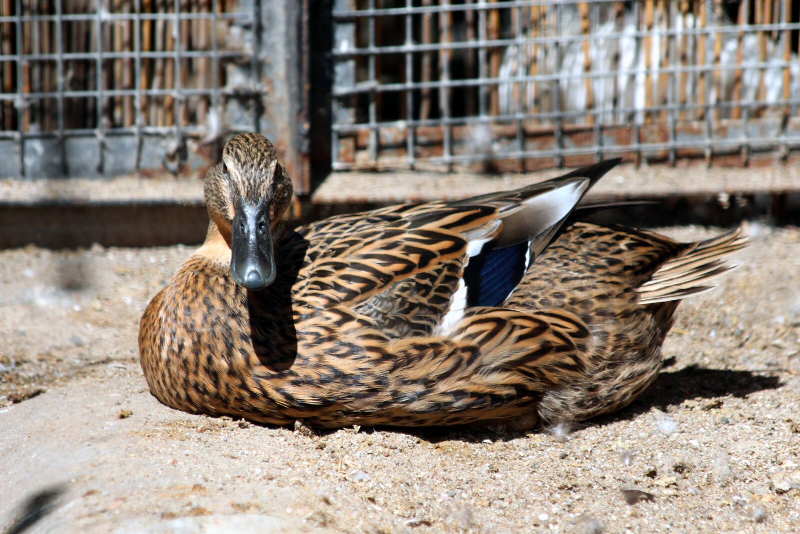Canon EOS 650D (EOS Rebel T4i / EOS Kiss X6i) sample photo. Black duck, bird, anas photography