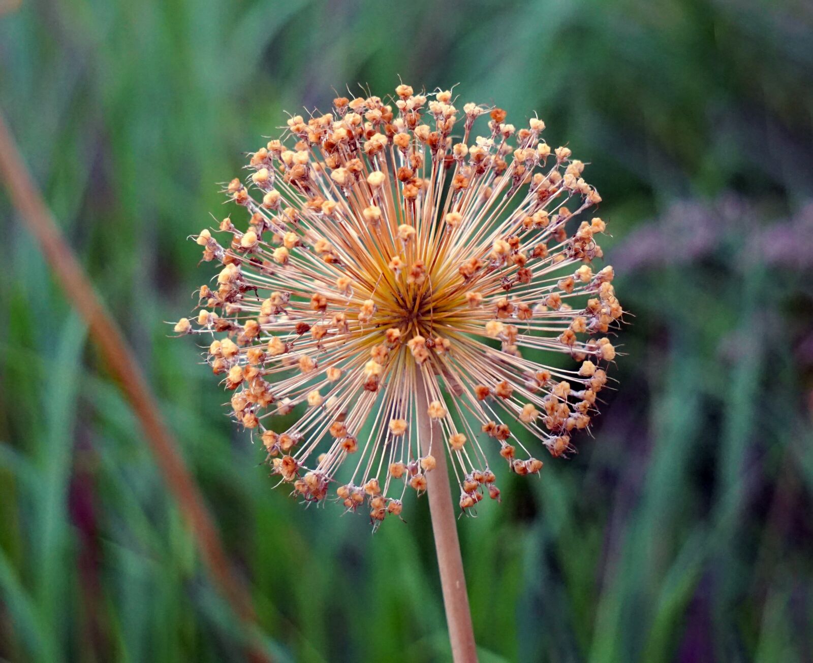 Sony Alpha a5000 (ILCE 5000) + Sony E 55-210mm F4.5-6.3 OSS sample photo. Allium, ornamental onion, faded photography