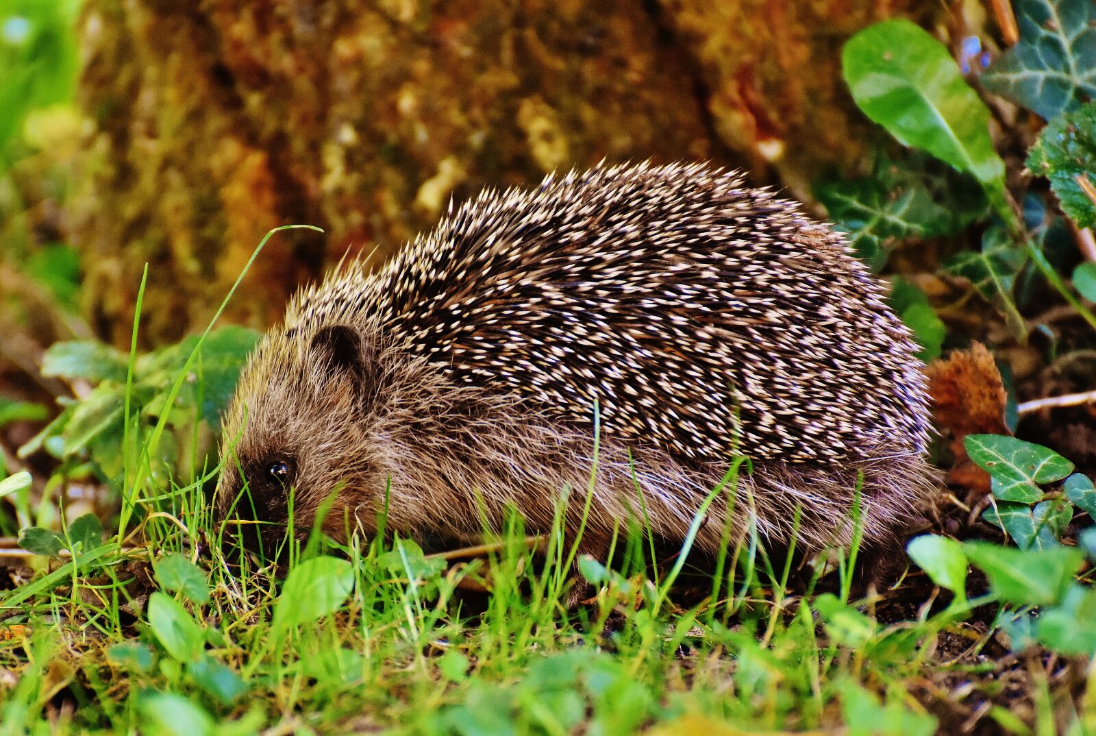 Nikon D7200 sample photo. Hedgehog child, young hedgehog photography