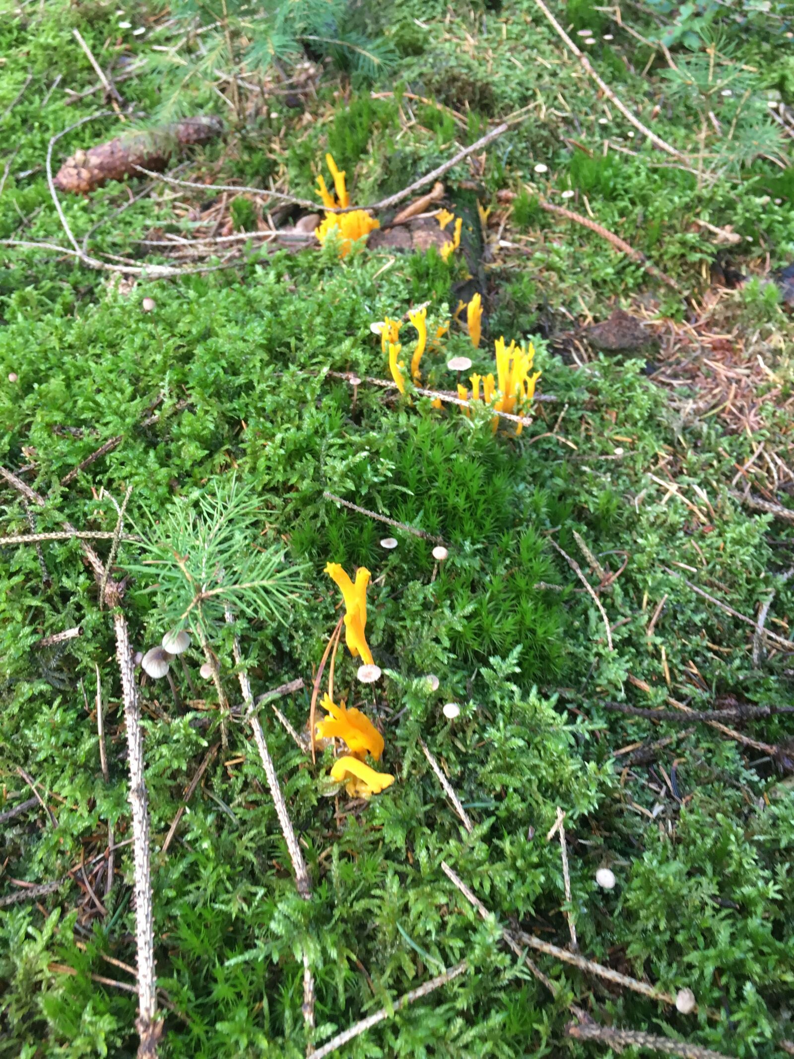 iPhone 6s back camera 4.15mm f/2.2 sample photo. Forest, moss, mushroom photography