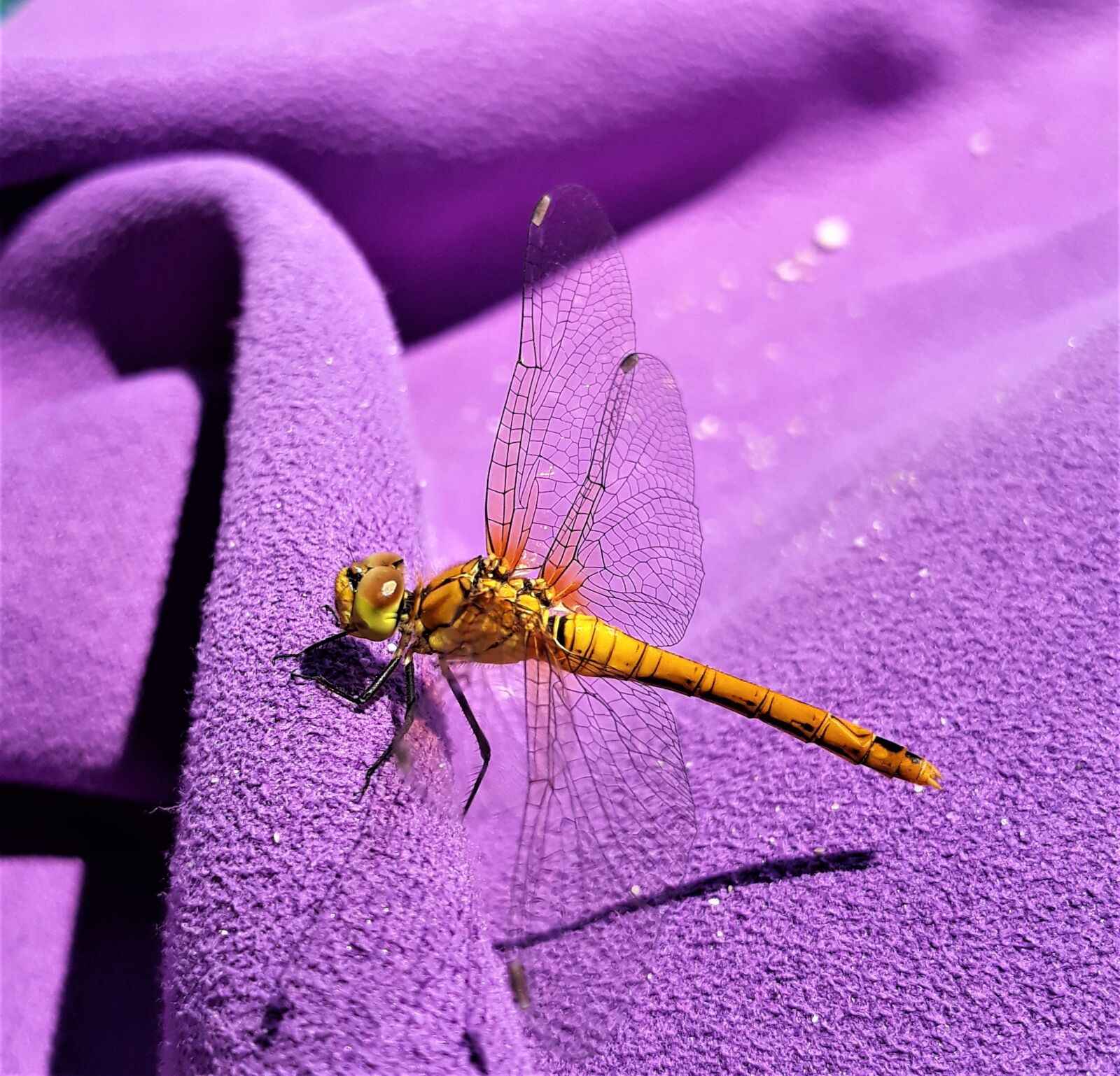 Samsung Galaxy J5 sample photo. Dragonfly, yellow, insects photography