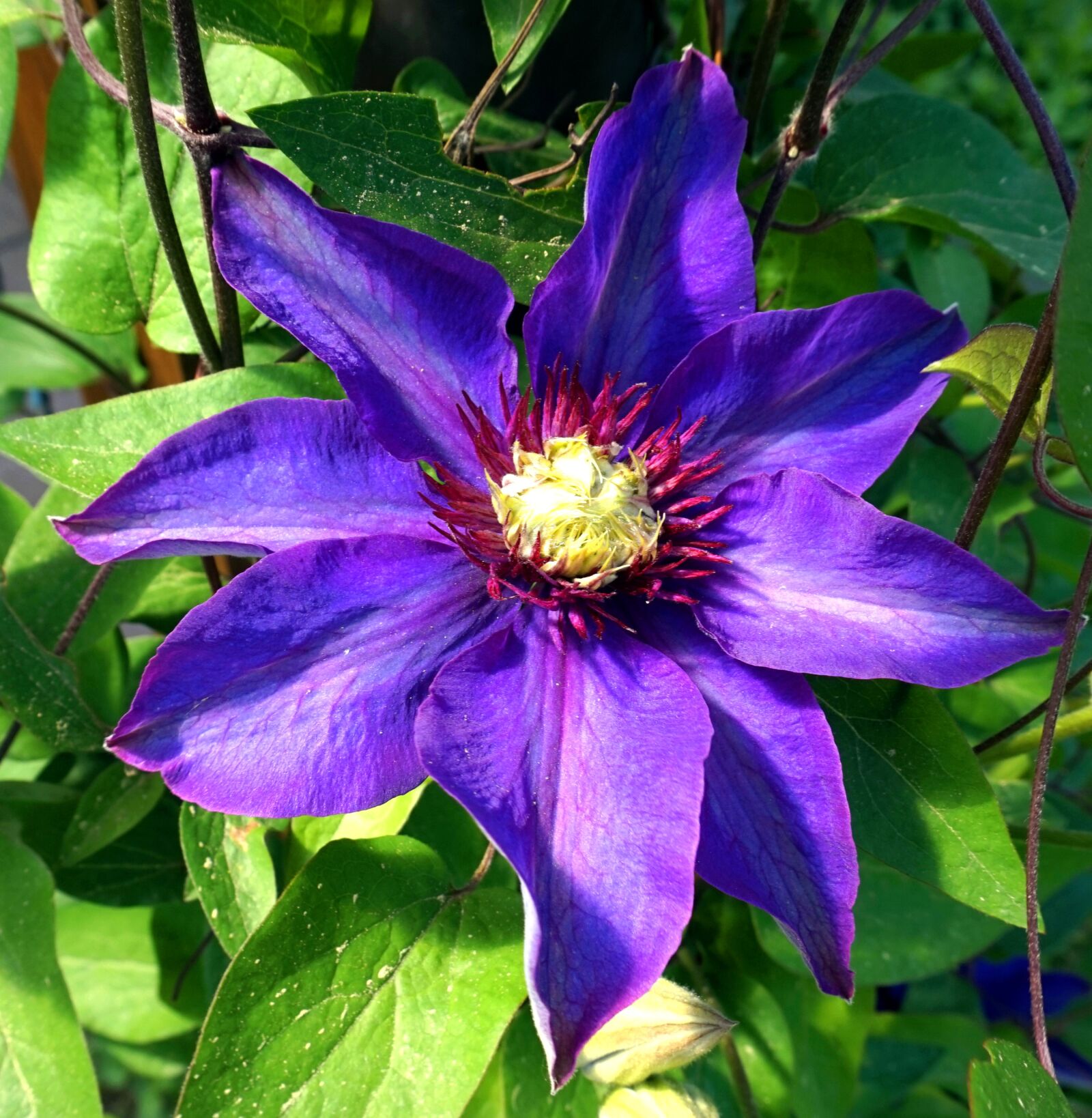 Sony Alpha a5000 (ILCE 5000) sample photo. Clematis, flower, plant photography