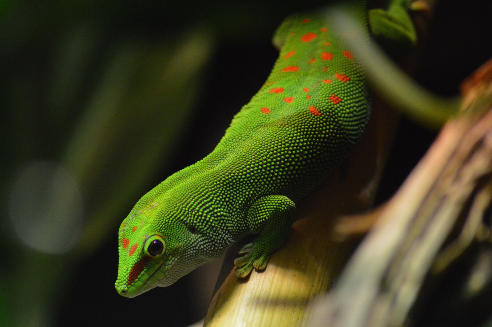 Nikon D3200 sample photo. Fauna, reptile, no person photography