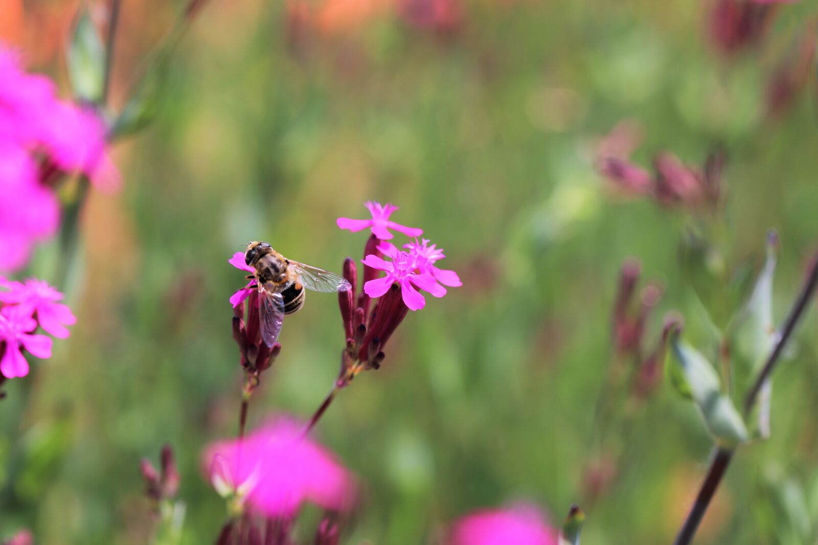 Canon EF 100mm F2.8L Macro IS USM sample photo. Bee, plants, blossom photography