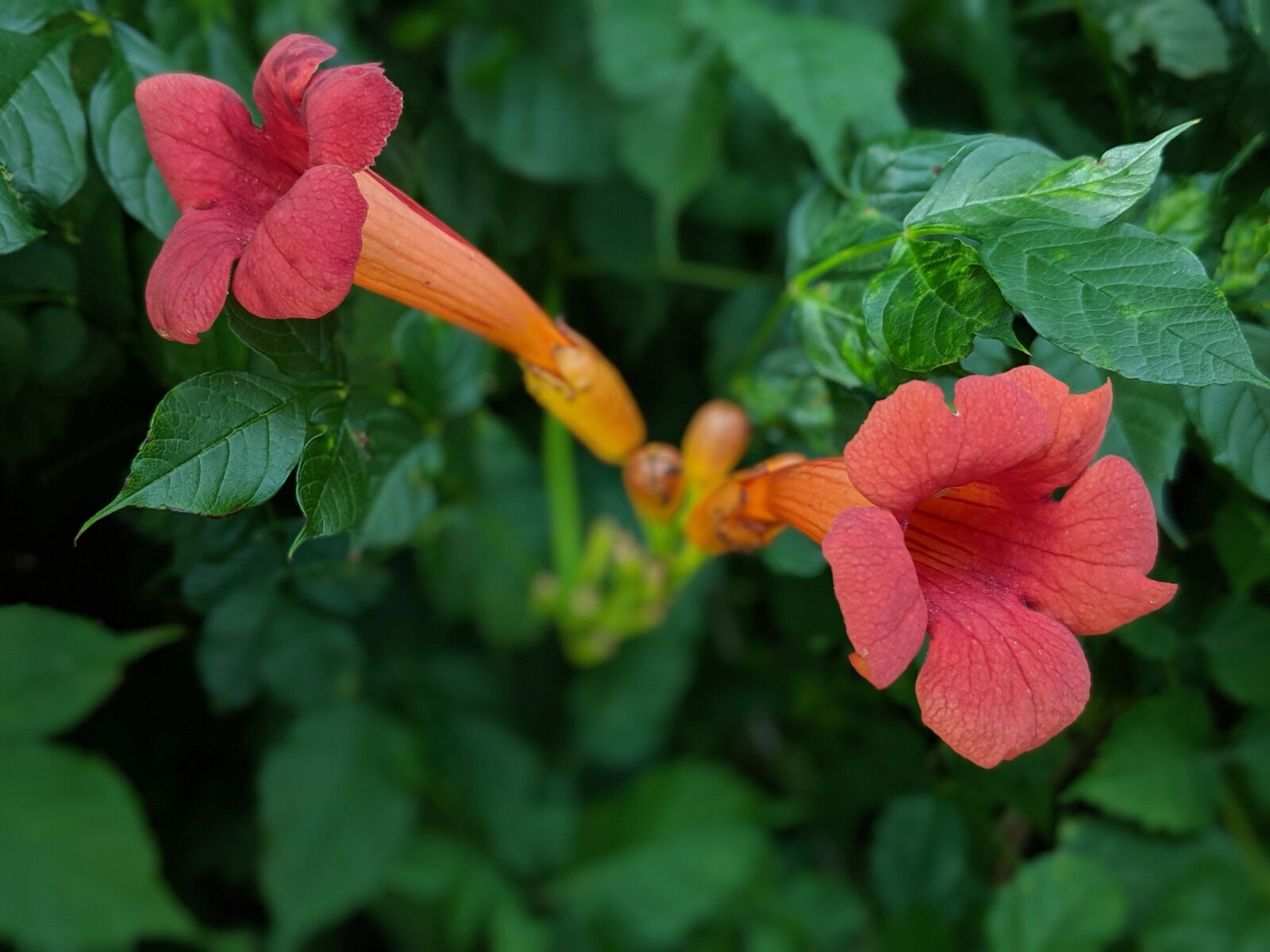Google Pixel 2 sample photo. Flower, blossom, nectar photography