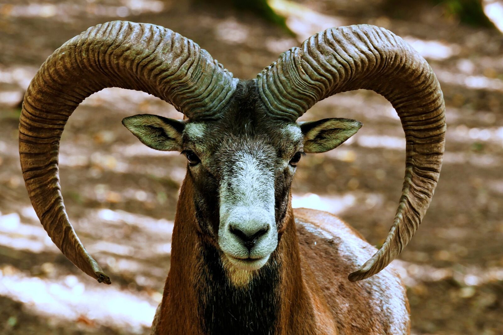 Panasonic Lumix DMC-FZ1000 sample photo. Mouflon, wild sheep, horns photography