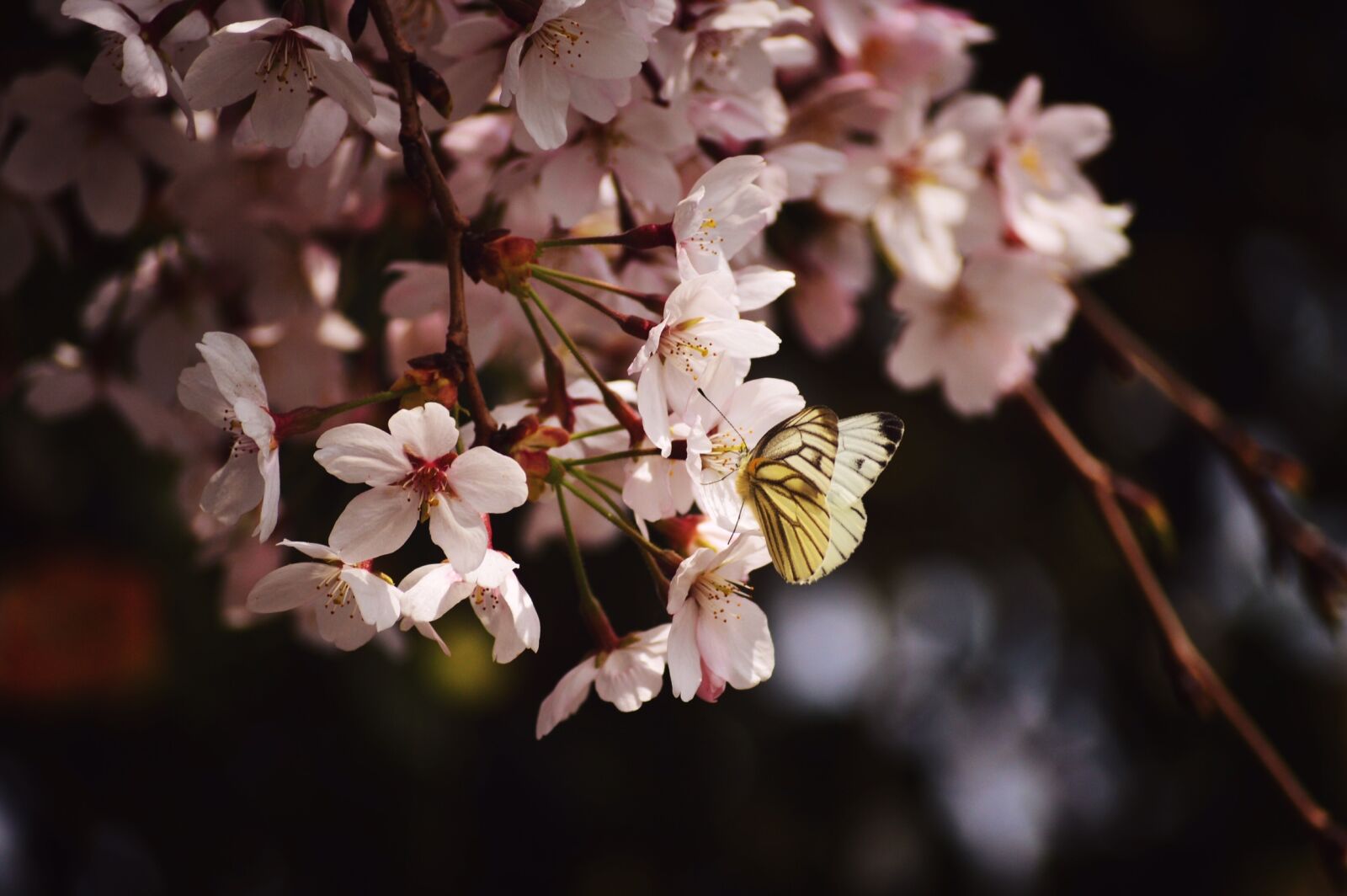 Nikon D3200 sample photo. Bloom, blossom, butterfly photography